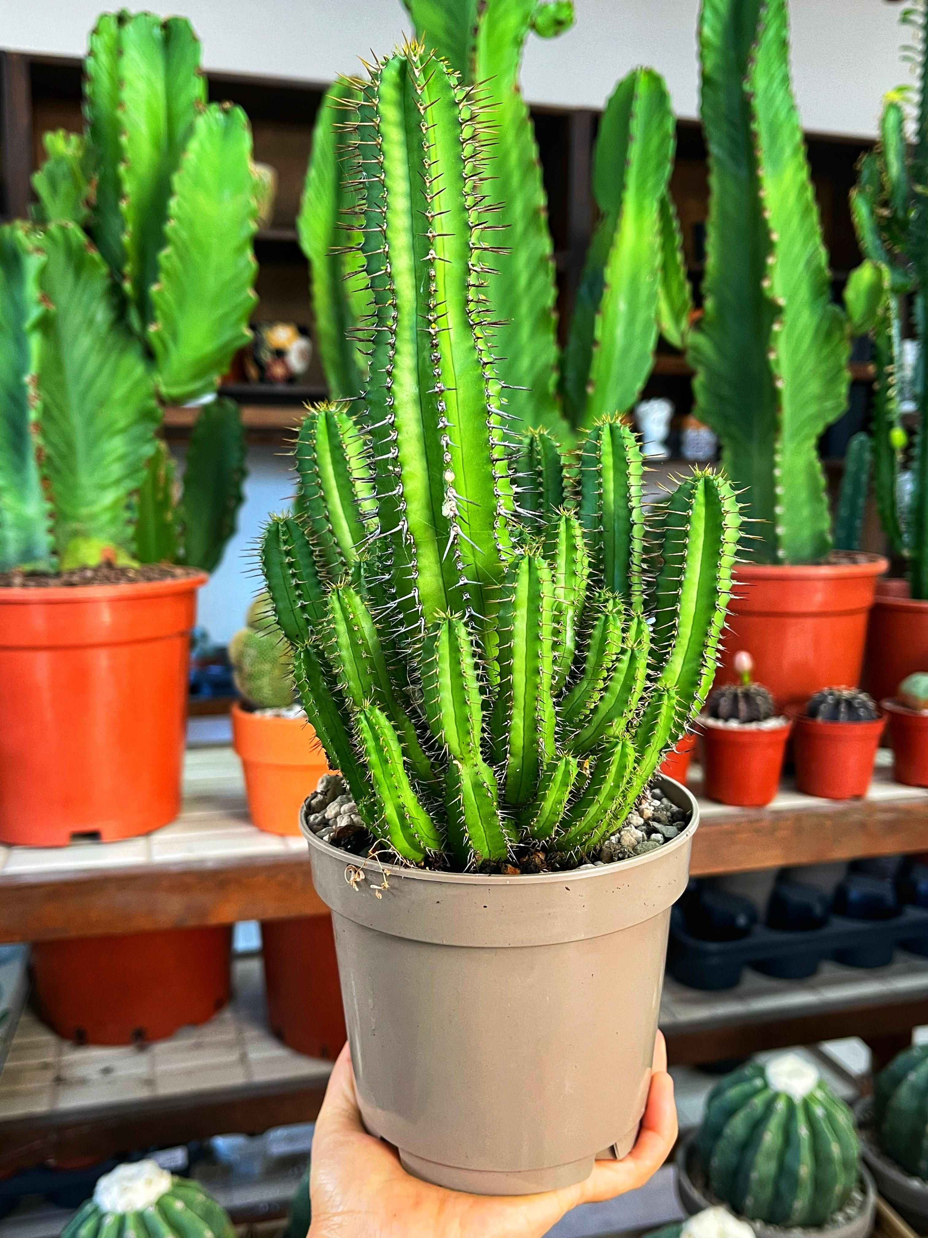 Euphorbia Fruticosa -Bol Yavrulu 13 CM