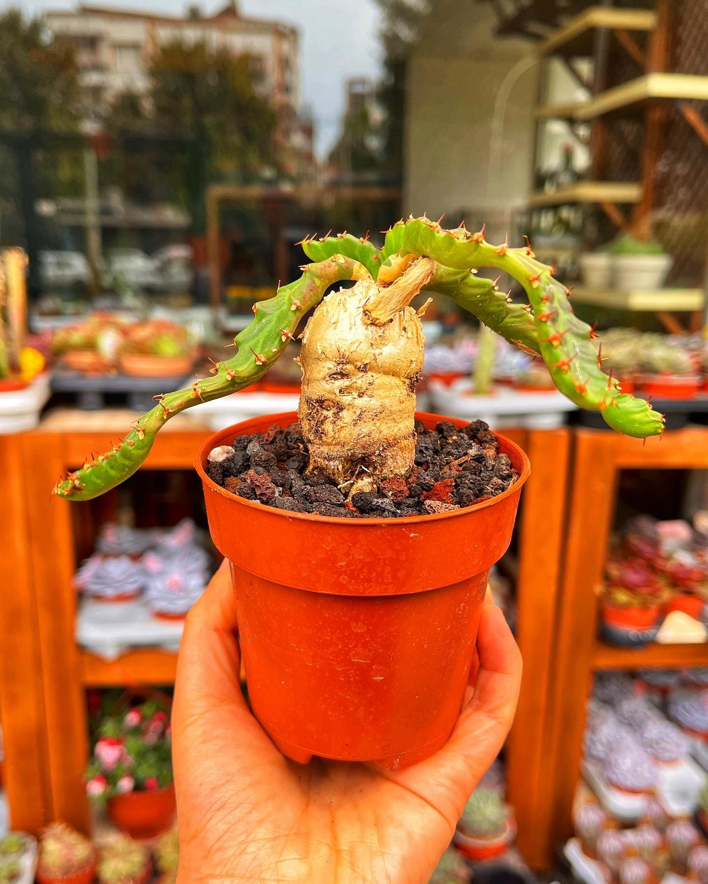Euphorbia Stellata 8.5 CM