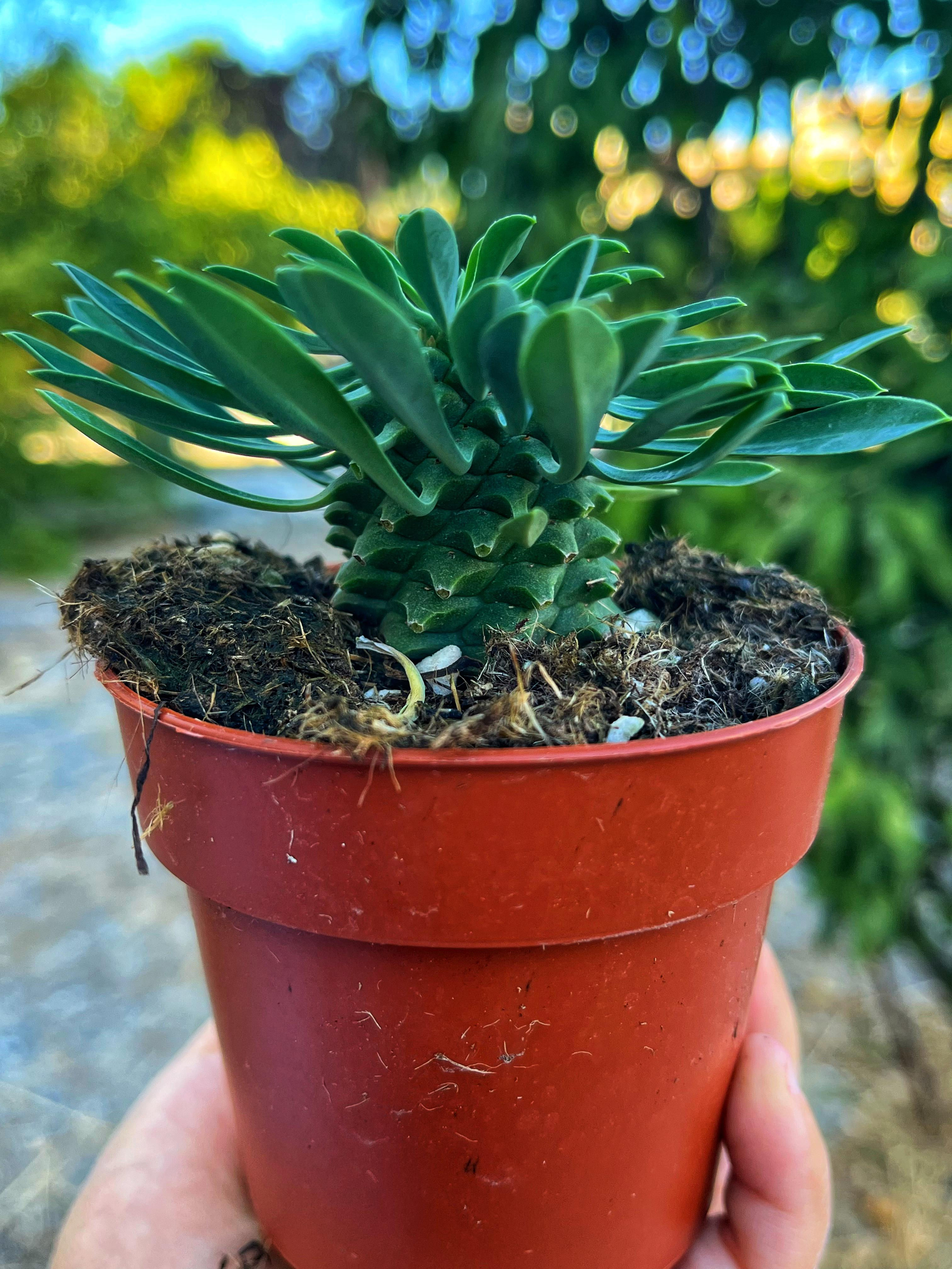 Euphorbia Sotetsu Kirin 8.5 CM