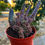 Küçük resim: Myrtillocactus Geometrizans Cristata "Nova" - Moraran Versiyon 10.5 CM