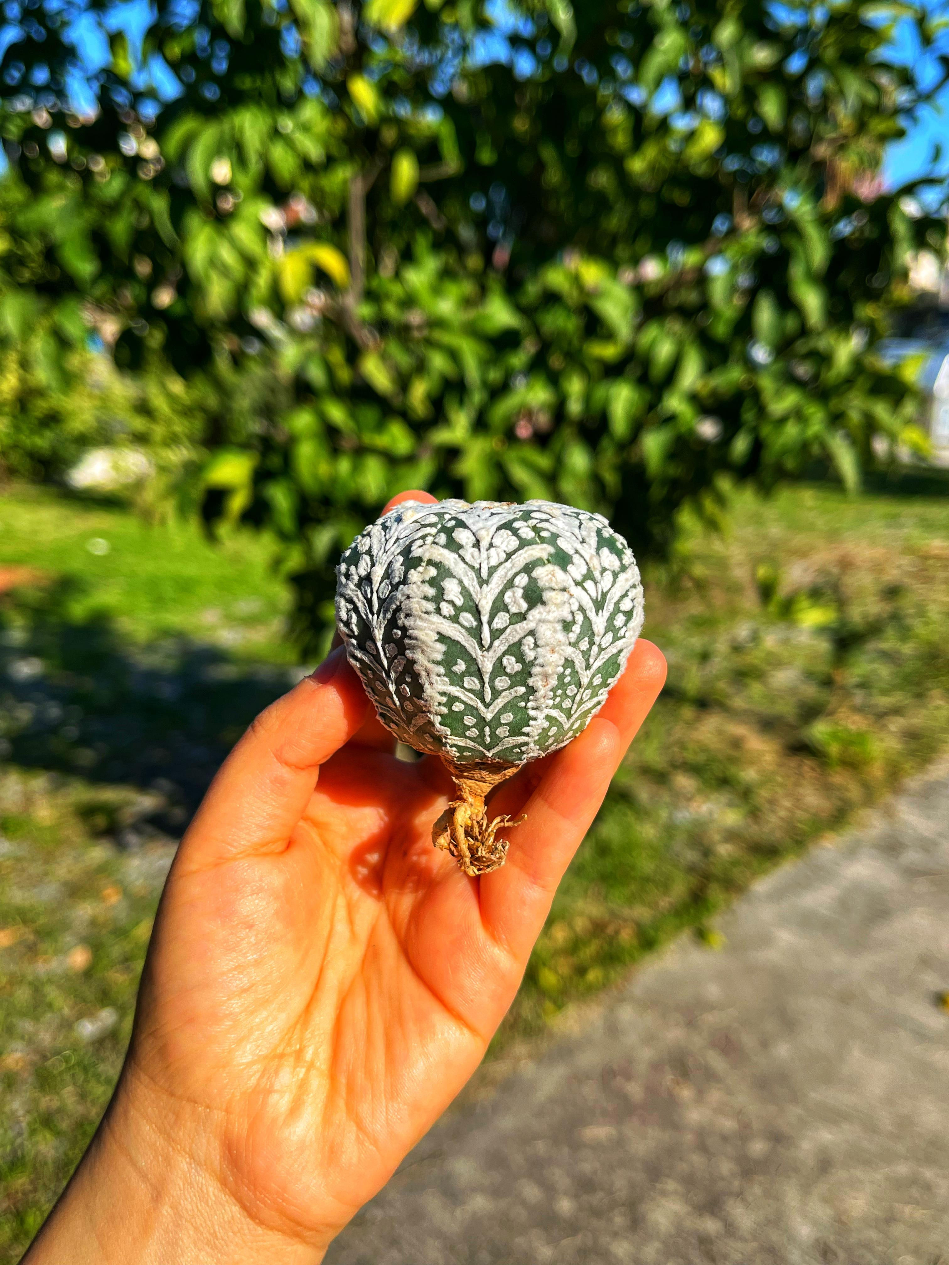 Astrophytum Asterias Superkabuto + Star Shape + V Type - PART 3