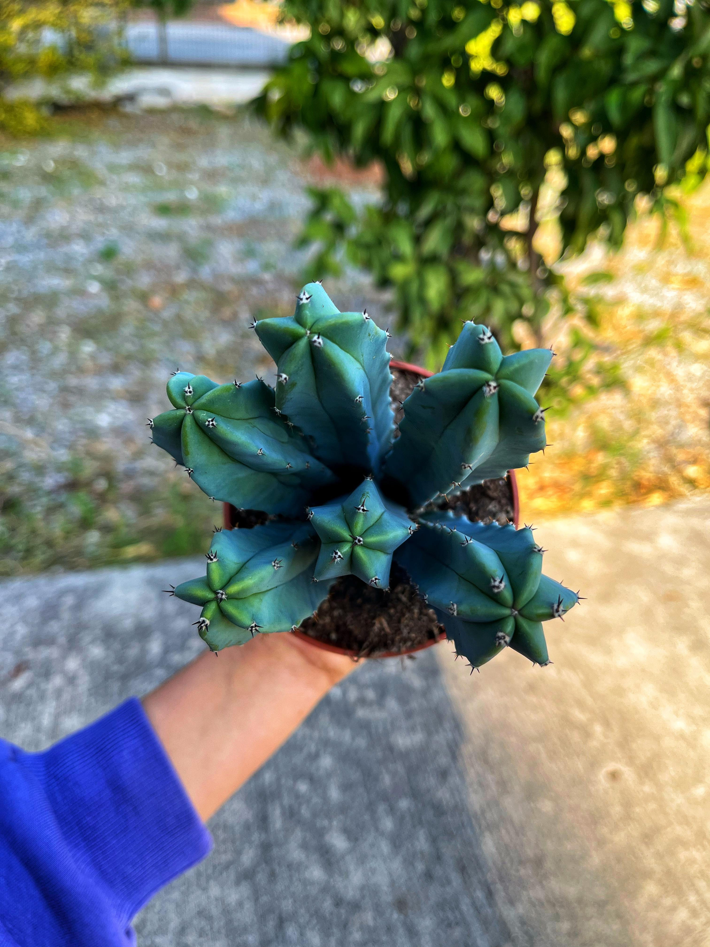 Myrtillocactus Geometrizans - Mavi Sütun Kaktüs 12 CM