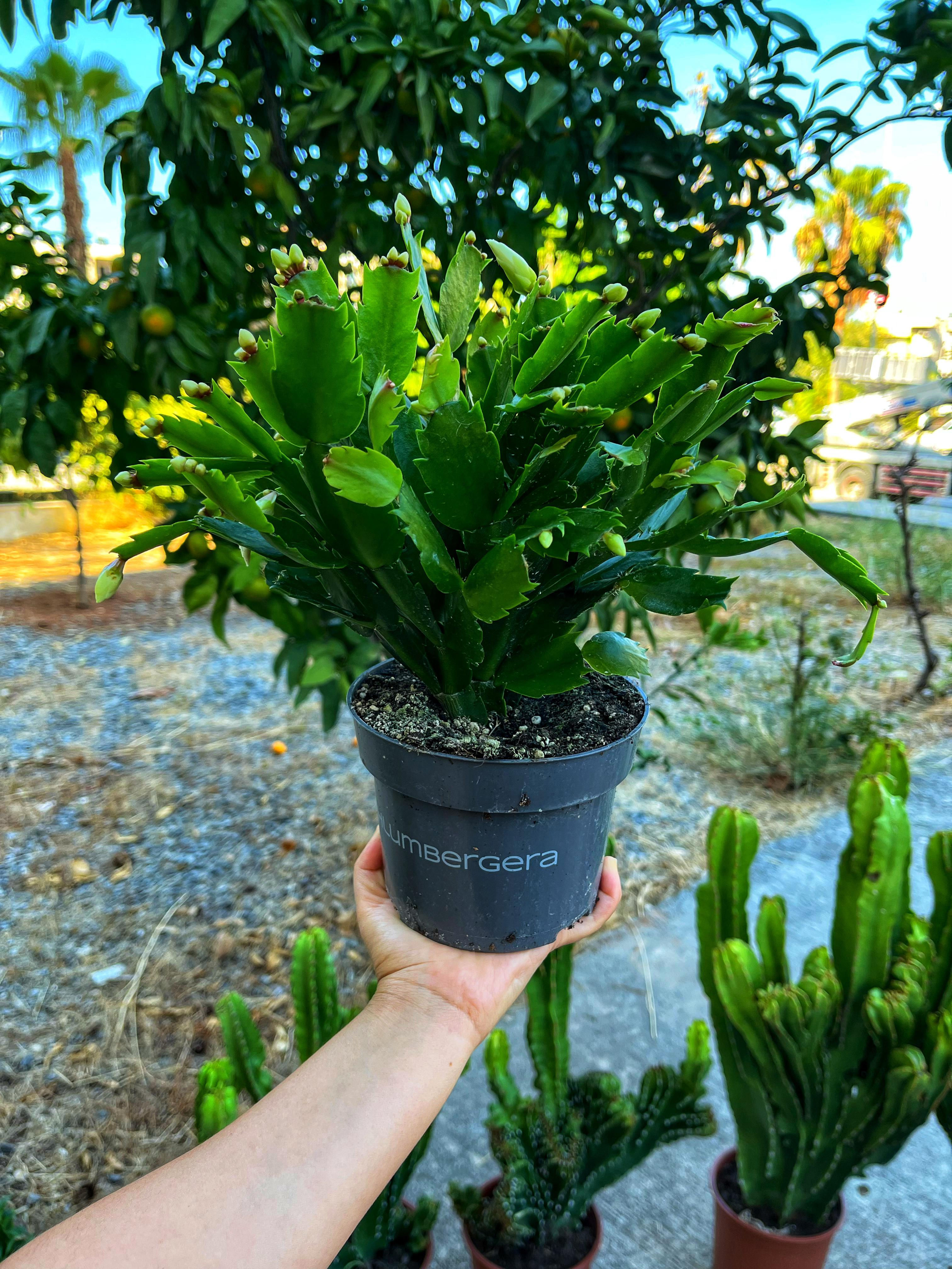 Beyaz Yılbaşı Çiçeği -Bol Tomurcuklu 13 CM