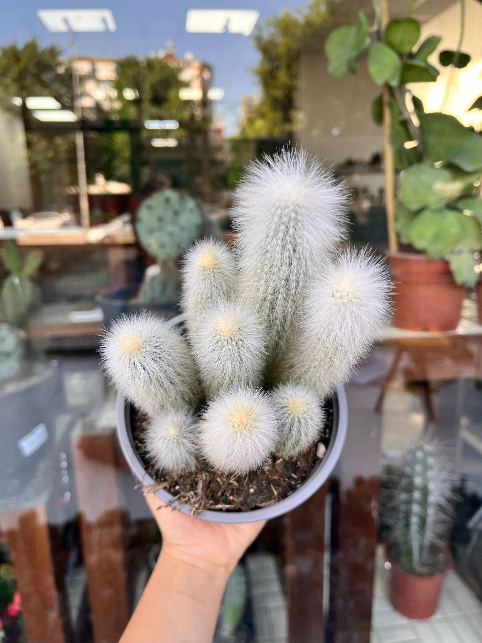 Cleistocactus Strausii - Gümüş Meşale Kaktüs 13 CM