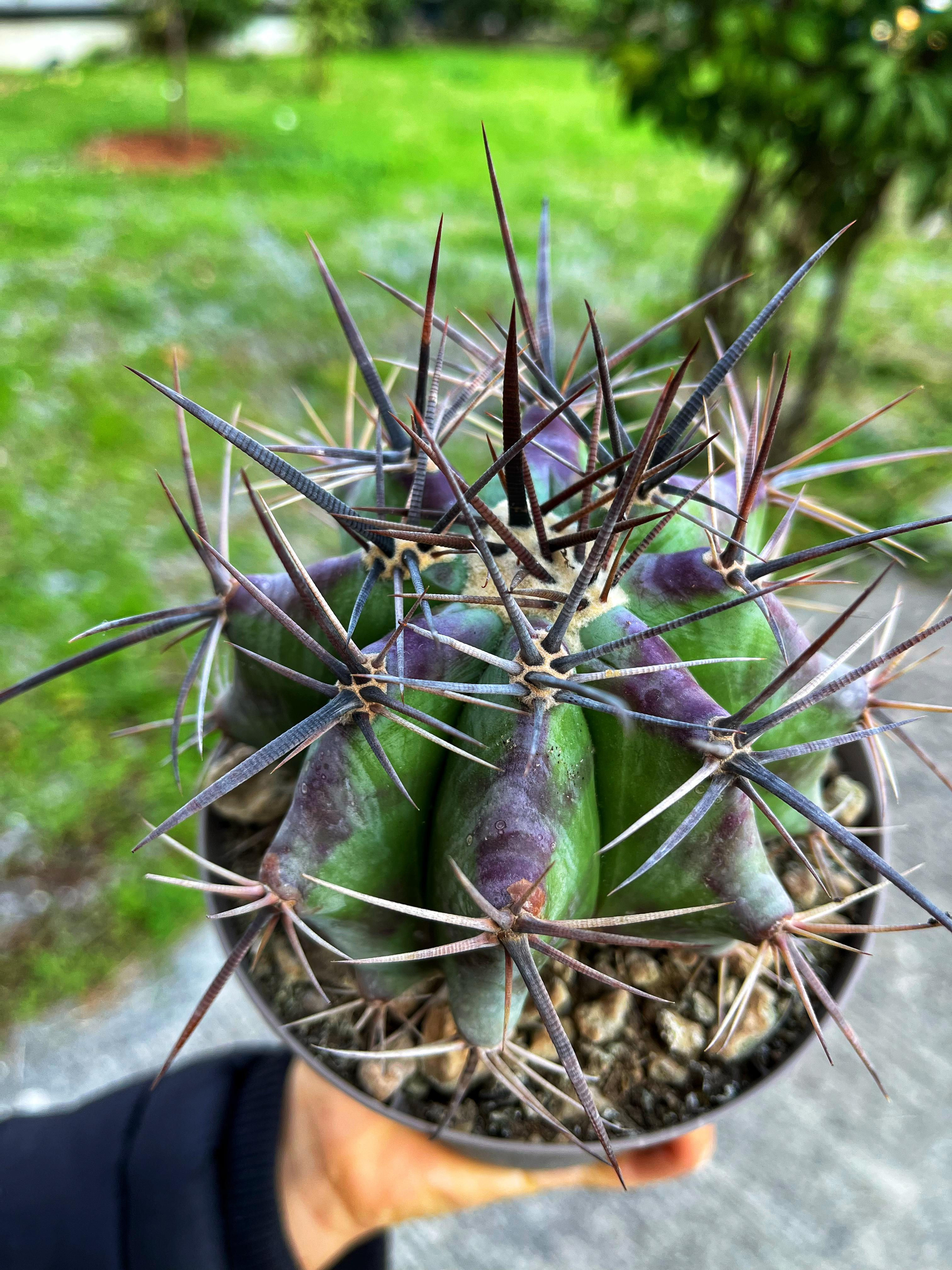 Echinocactus Platyacanthus - Moraran Fıçı Kaktüs 14 CM