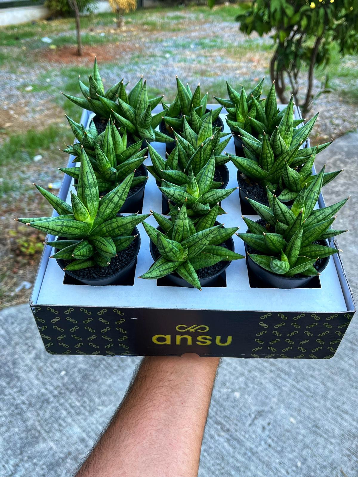 Sansevieria 'Ming Manee' - Uğurlu Mücevher - 8.5 CM Thailand Saksı