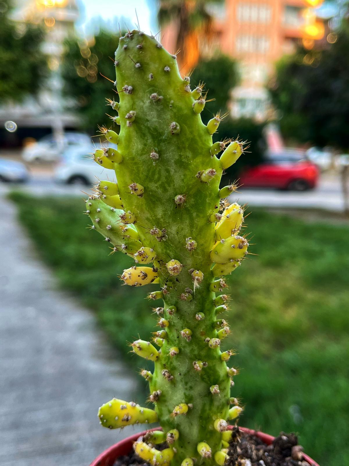 Opuntia Monacantha Variegata - Joseph's Coat 8.5 CM