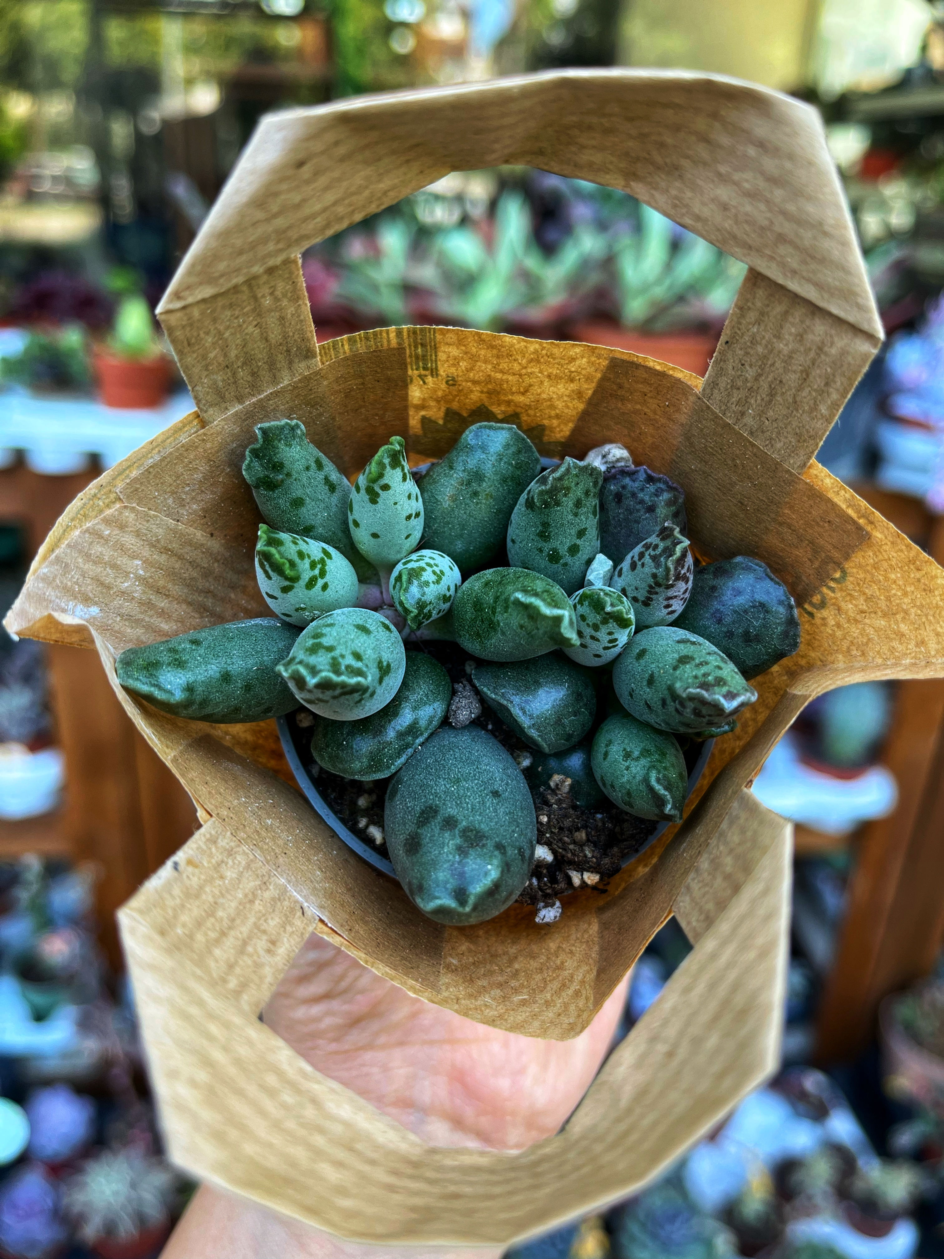 Adromischus Festivus 7 CM
