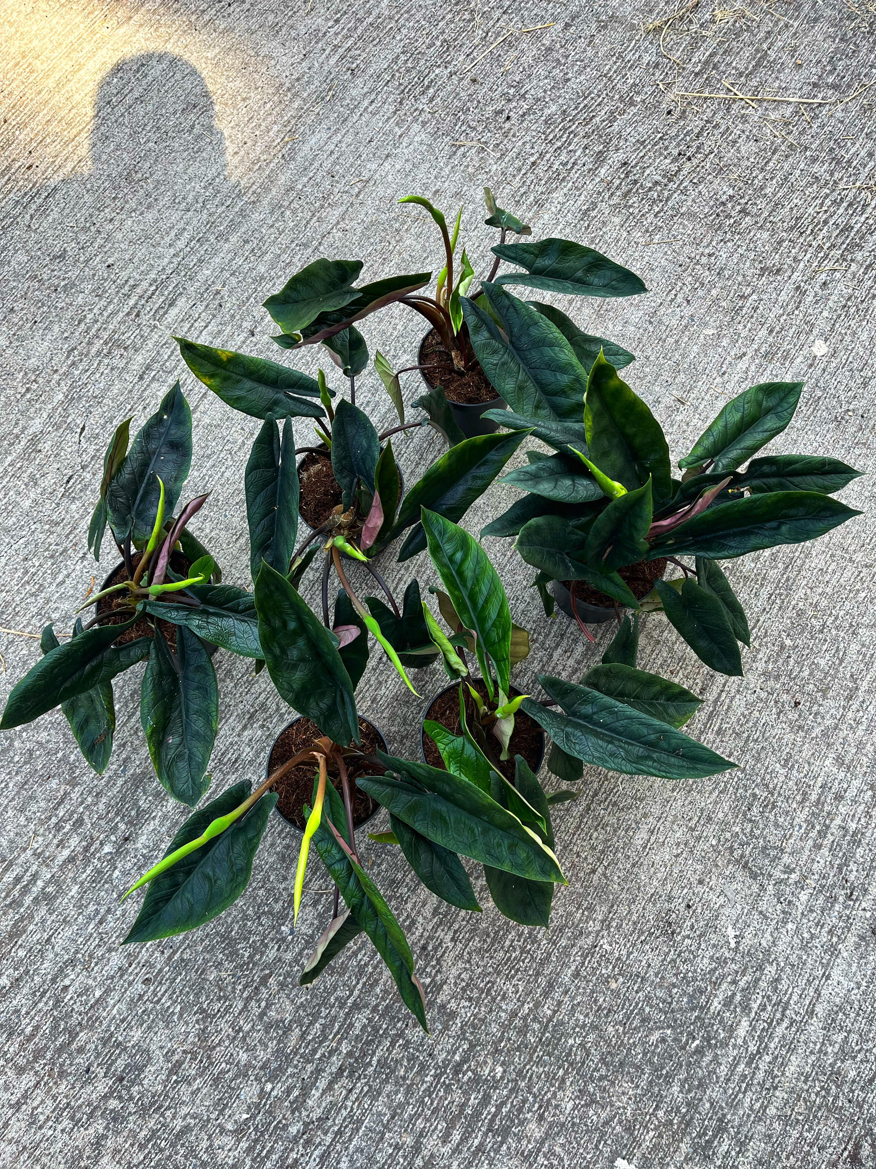 Alocasia Scalprum - Deri Dokulu 14 CM