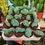 Küçük resim: Myrtillocactus Geometrizans Cristat 5.5 CM