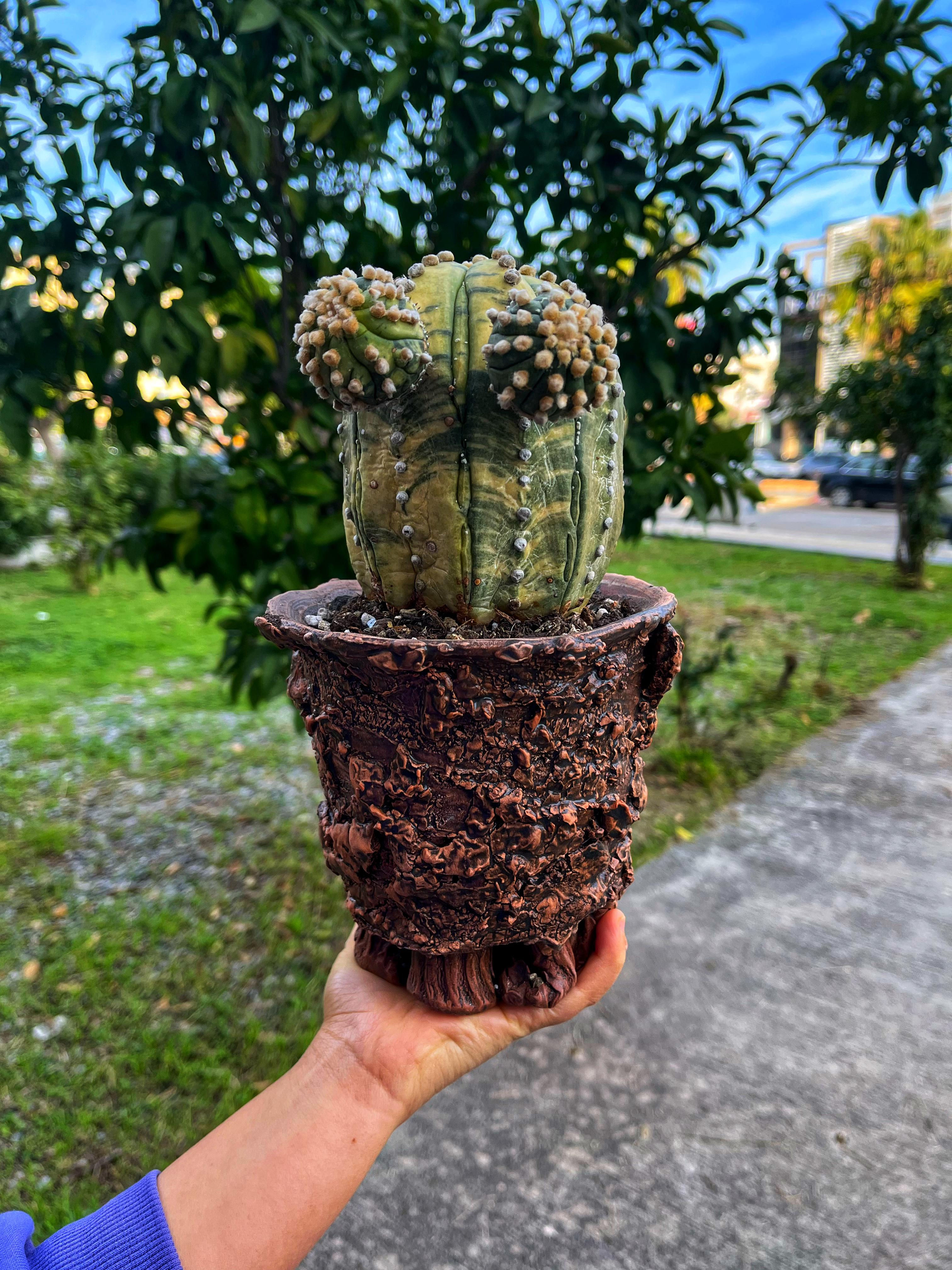 Astrophytum Asterias Variegata - Yavrulu Form XXXL Boy