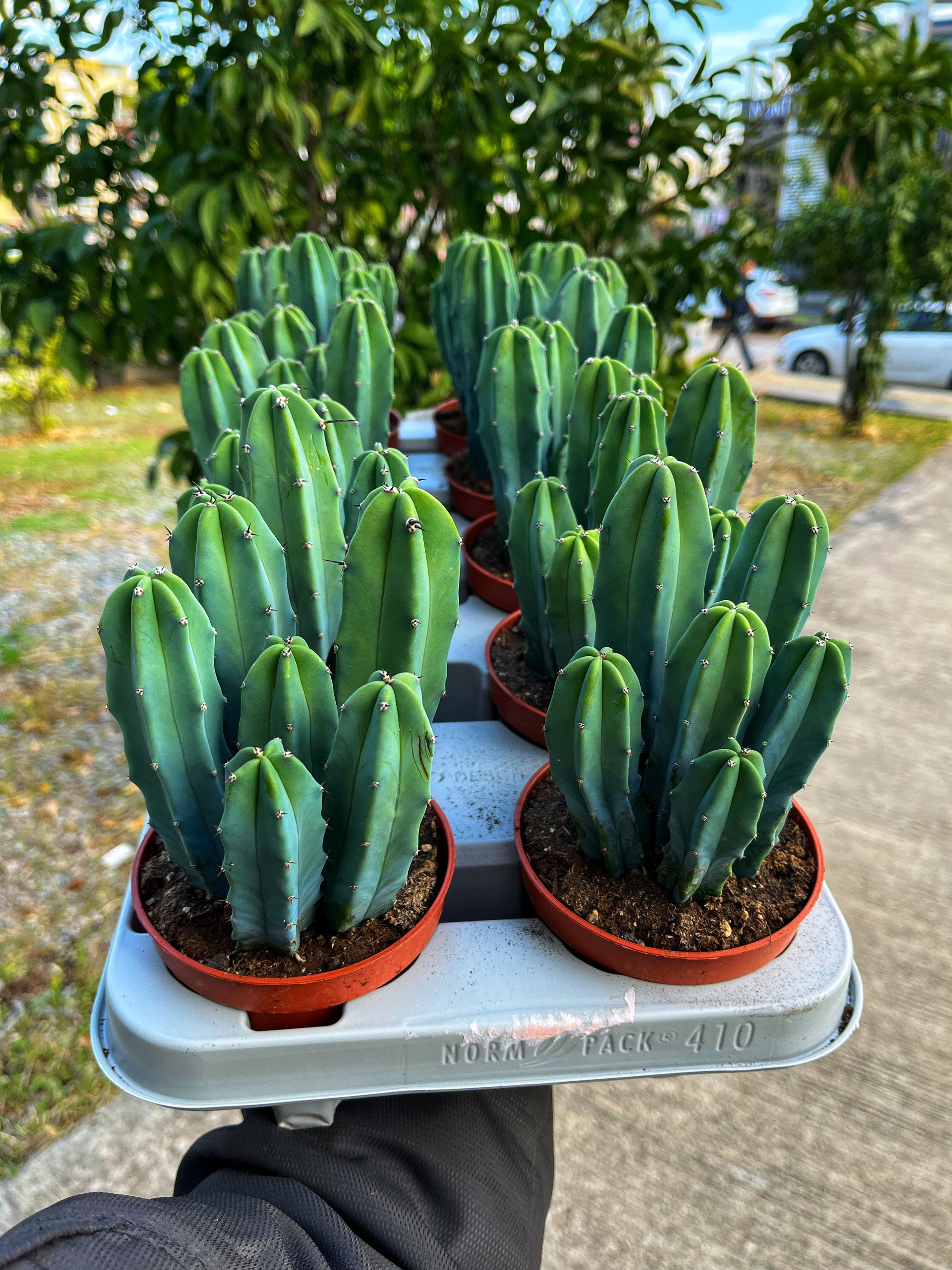 Myrtillocactus Geometrizans - Mavi Sütun Kaktüs 12 CM