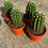 Küçük resim: Trichocereus Purpureopilosus x Trichocereus Thelegonus Hybrid - 17 CM