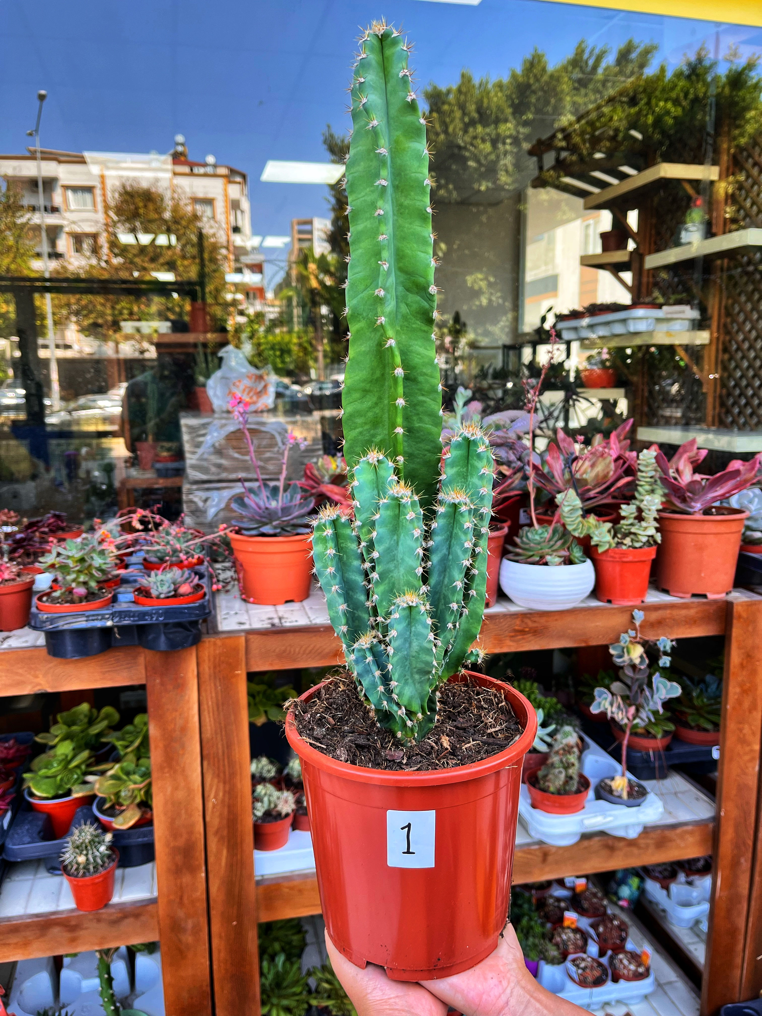 Cereus Validus - Bol Yavrulu 17 CM