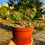Küçük resim: Eulychnia Castanea Spiralis Cristata - 10.5 CM