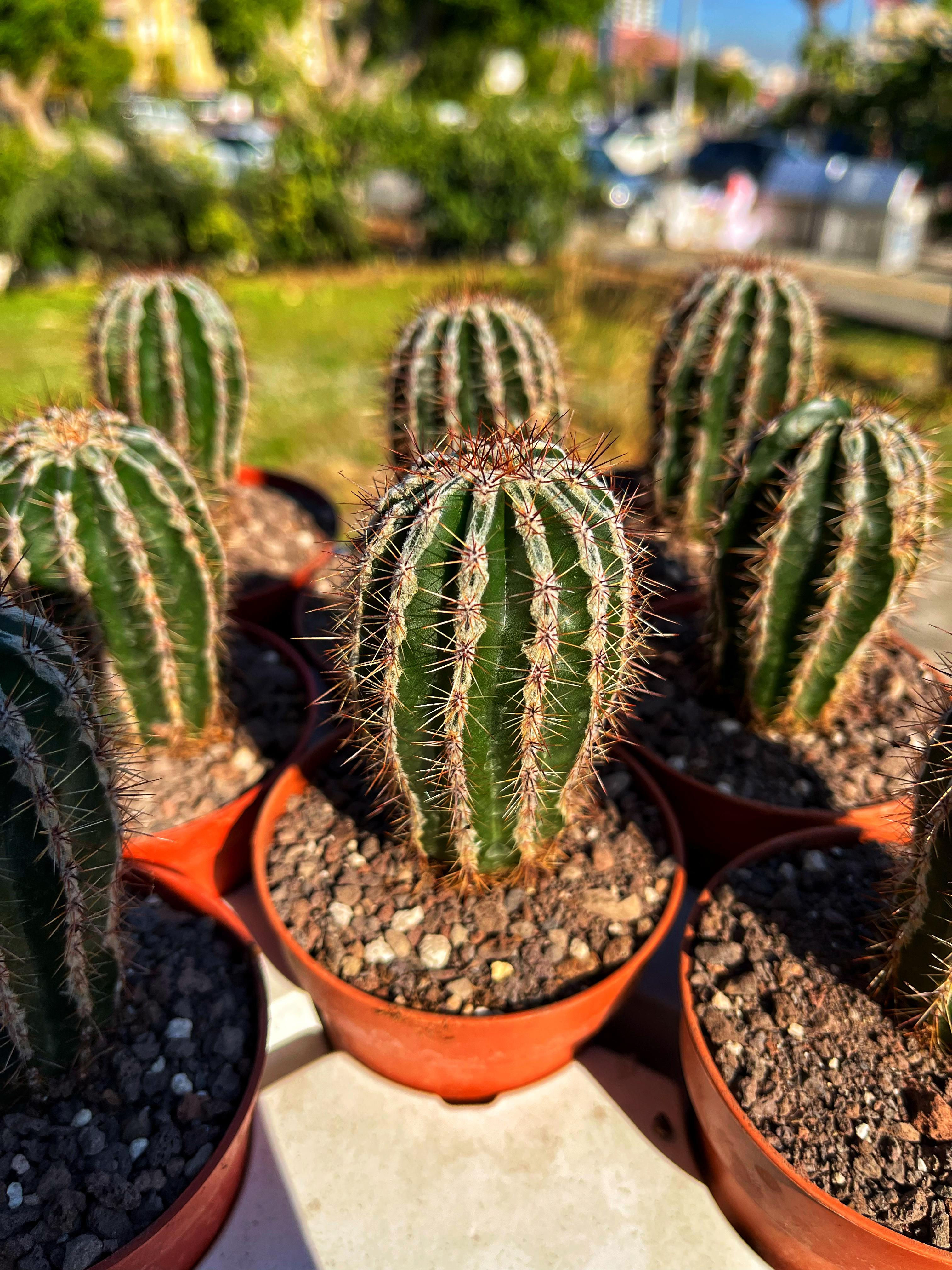 Echinopsis Haku-jo Maru - Tertemiz Formda 8.5 CM