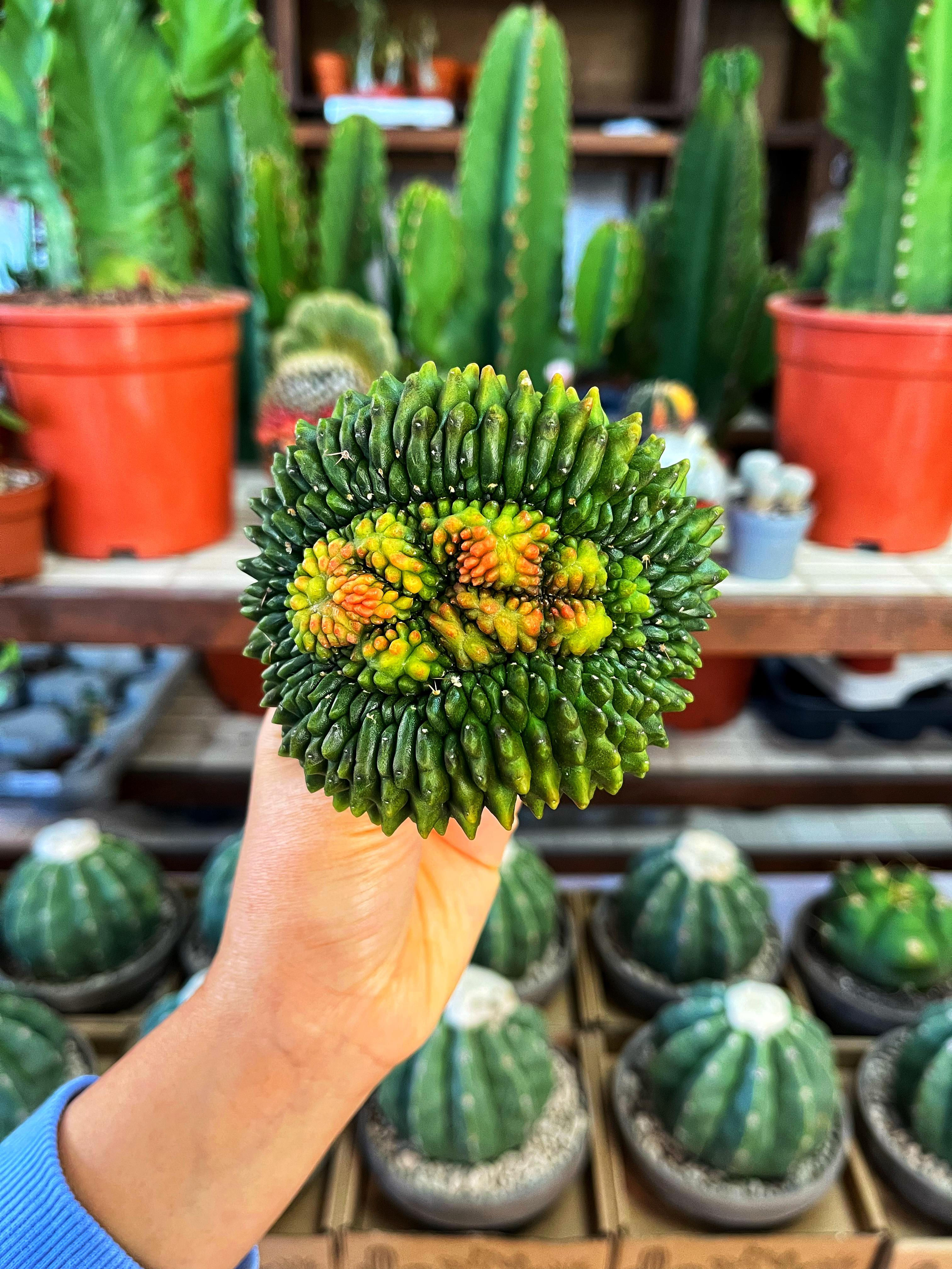 Gymnocalycium Inermis Cristat - Dikensiz Form 8-10 CM Çap