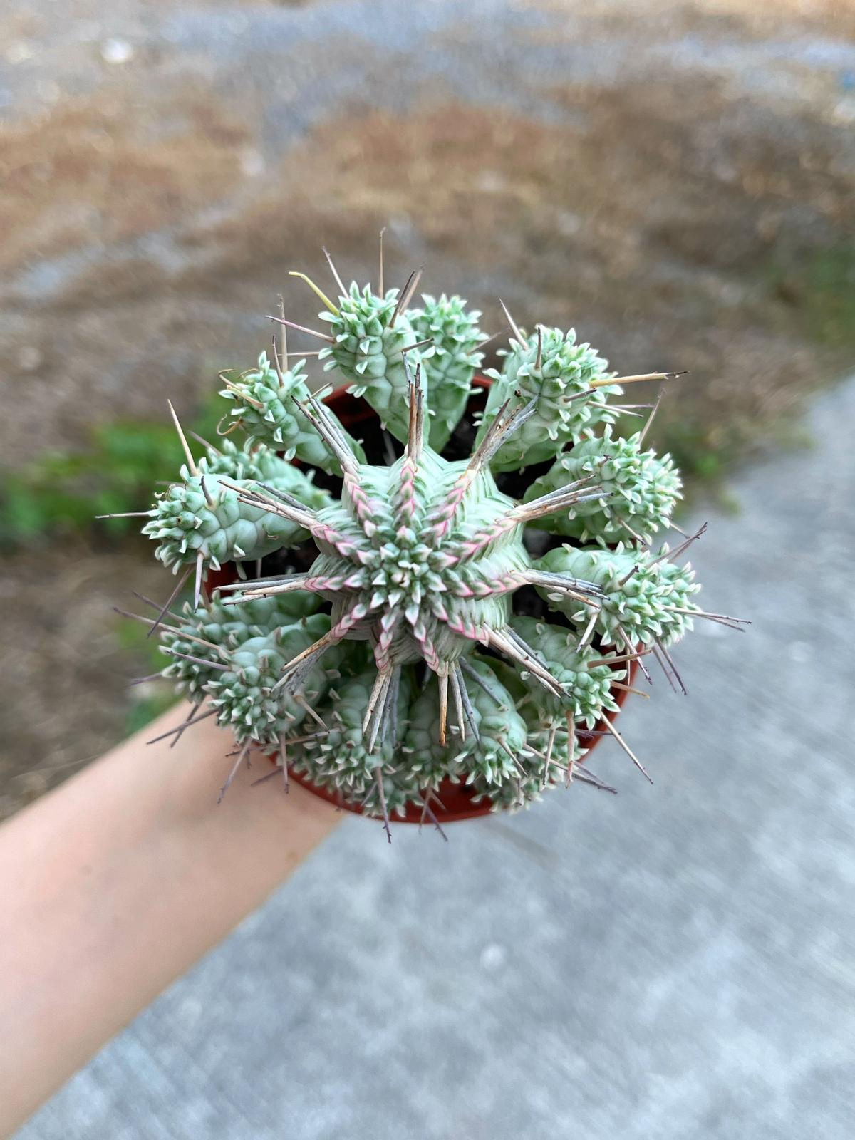 Euphorbia Mammillaris Variegata - Alacalı Mısır Koçanı Kaktüs8.5 CM