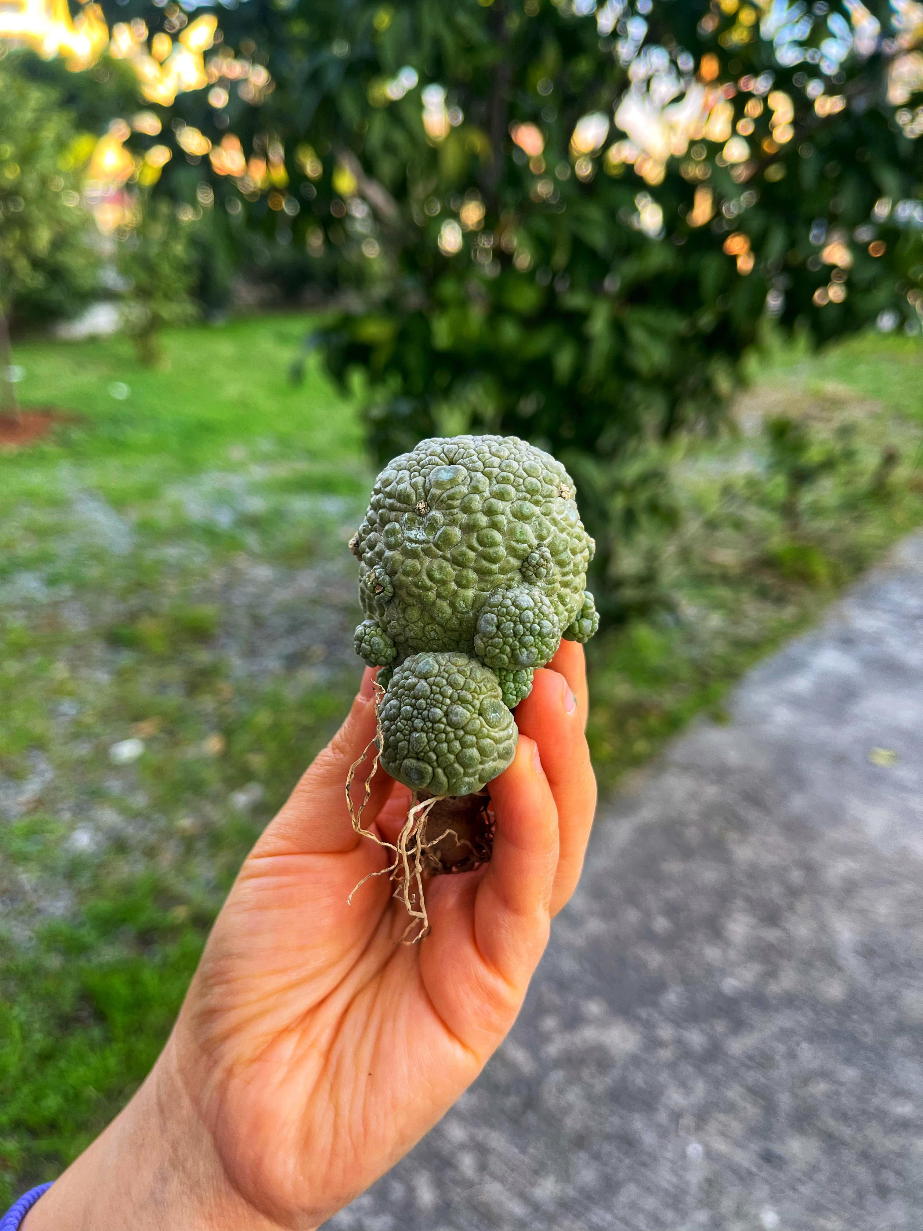 Pseudolithos Migiurtinus - Kurbağa Kaktüs XL Boy