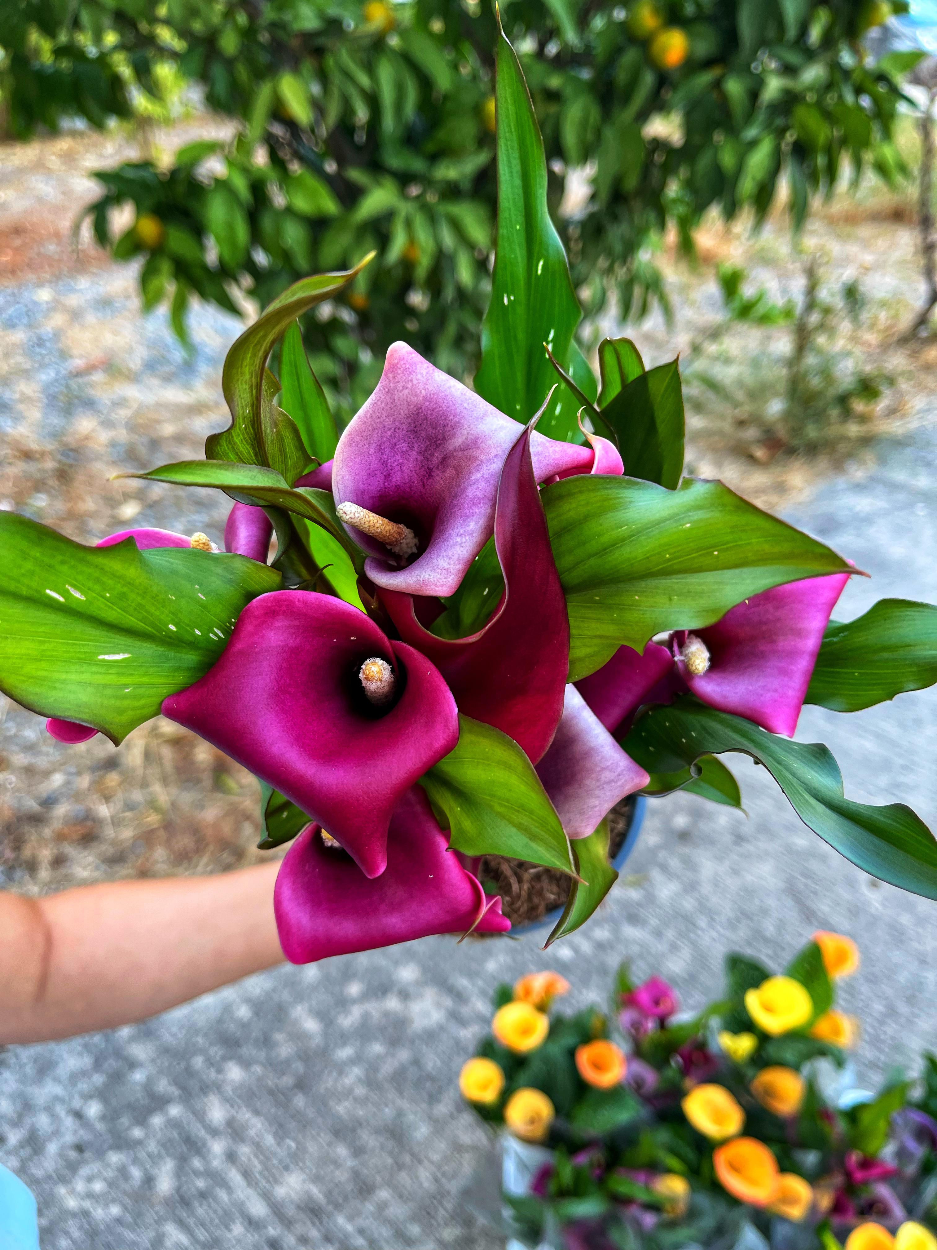 Bordo Çiçekli Gala Çiçeği (Calla Lily) - Bol Köklü 12 CM