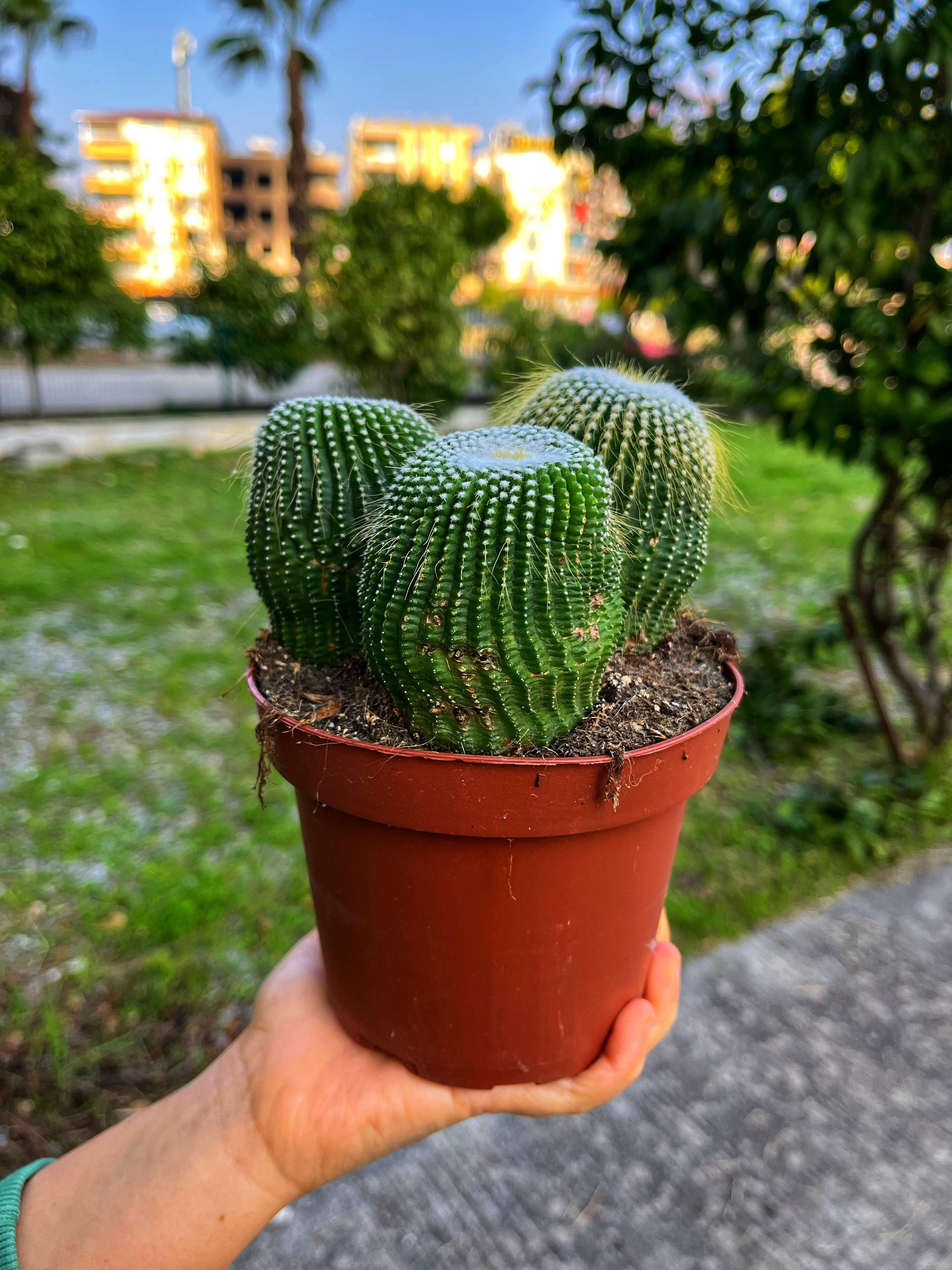 Notocactus Leninghausii Inermis - XL Yavrulu Form 13 CM