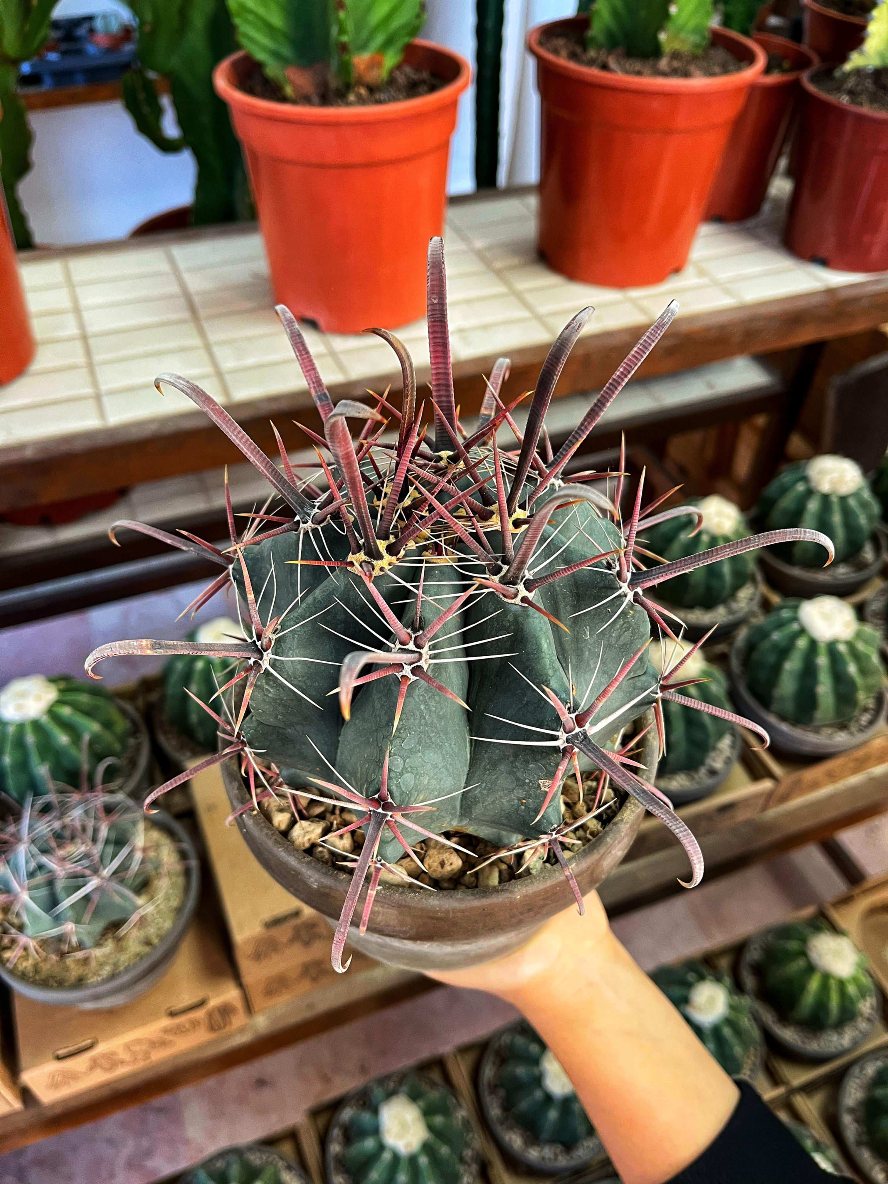 Ferocactus Peninsulae Townsendianus - Dekoratif Saksılı 15 CM