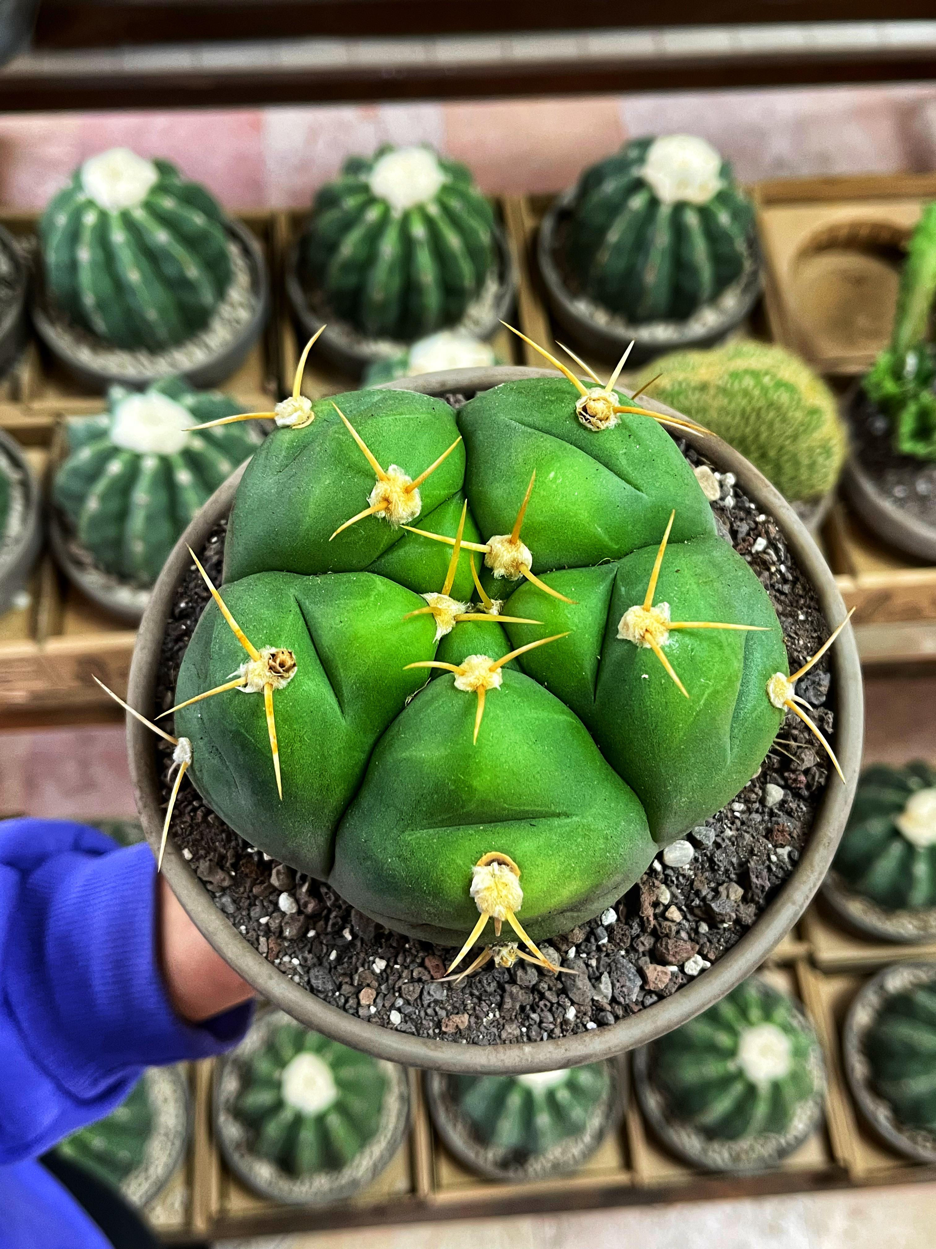 Gymnocalycium Horstii - 15 CM Taş Saksıda