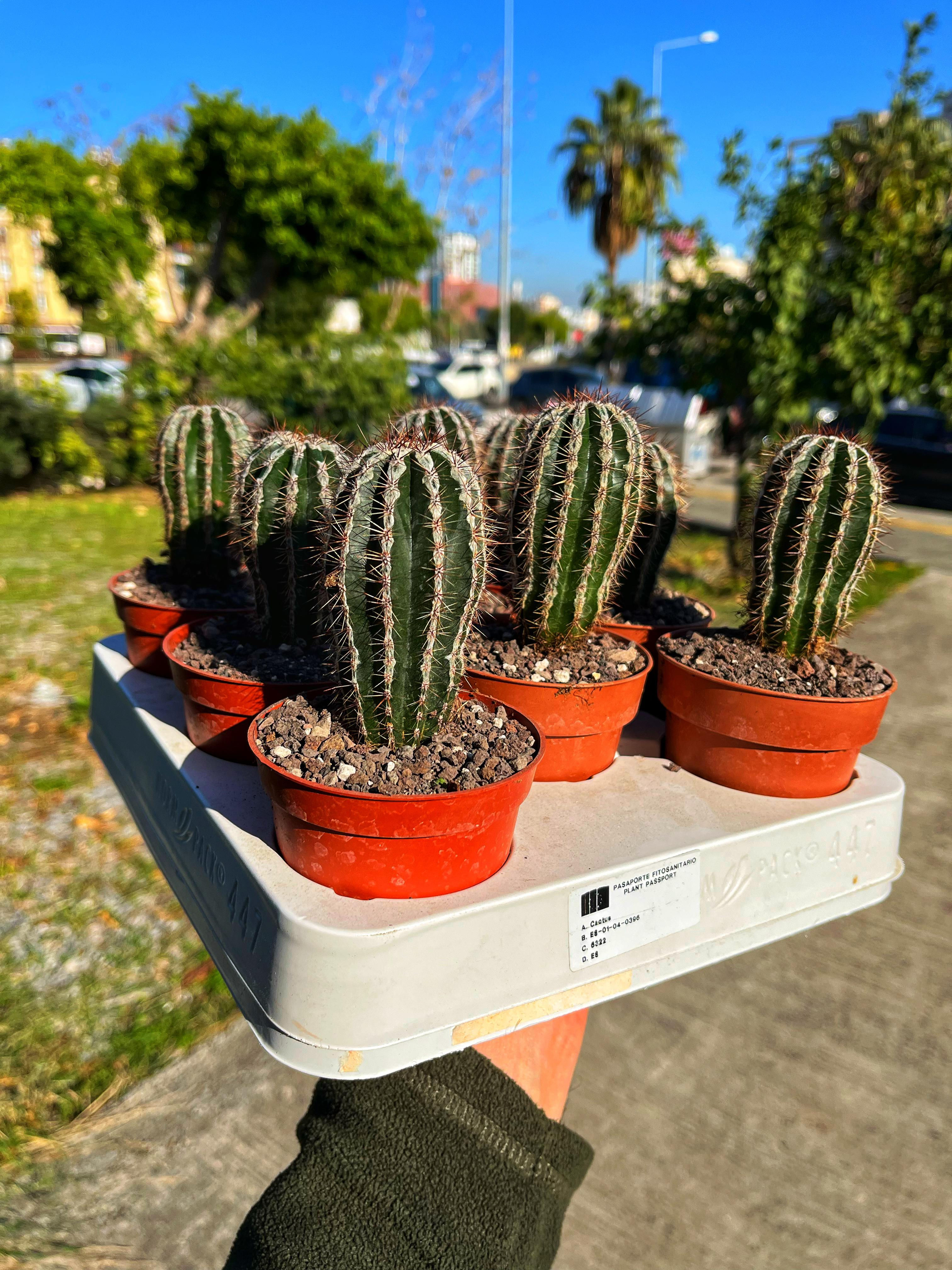 Echinopsis Haku-jo Maru - Tertemiz Formda 8.5 CM