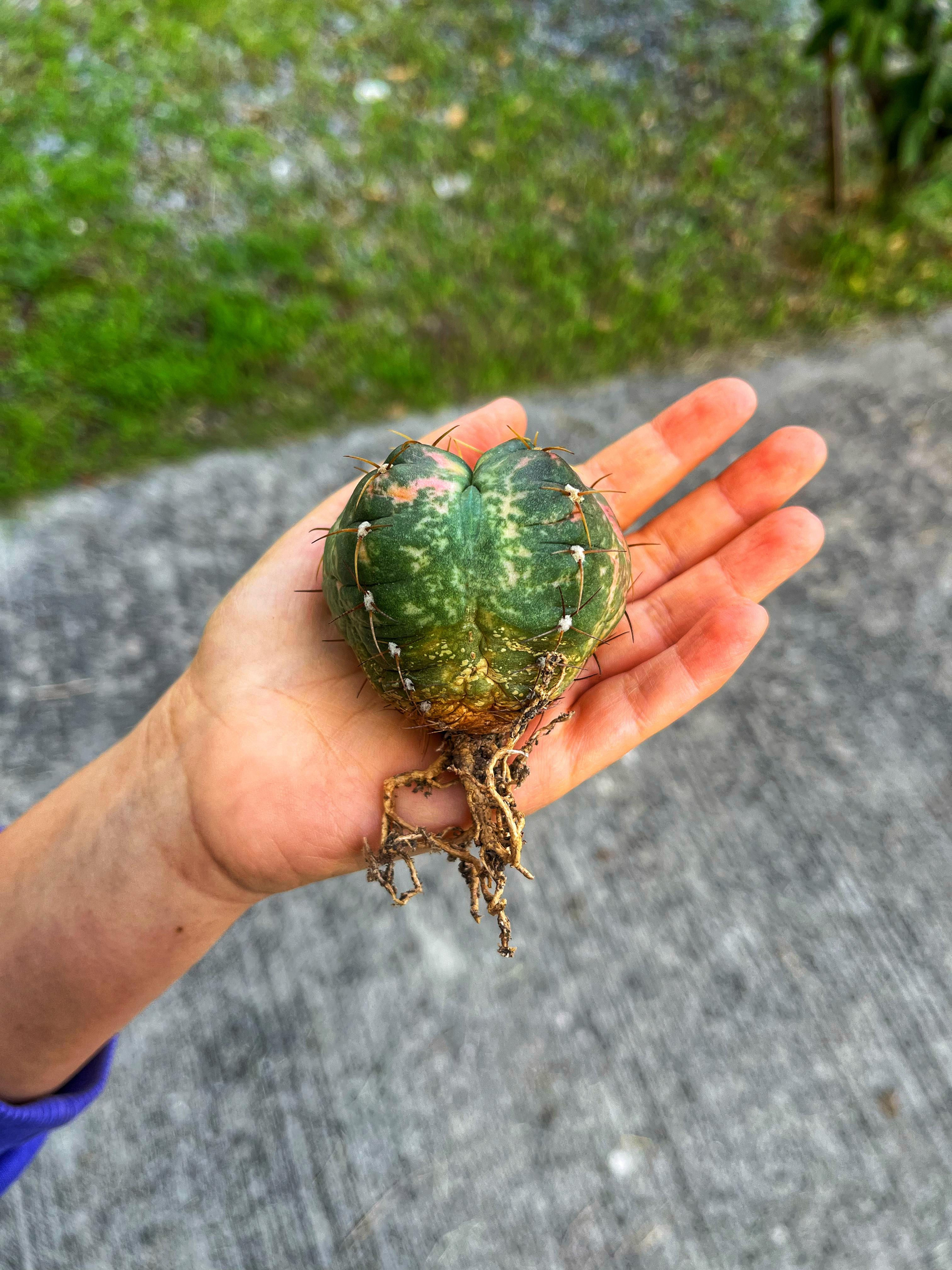 Gymnocalycium Horstii Variegata - Terracotta Saksıda