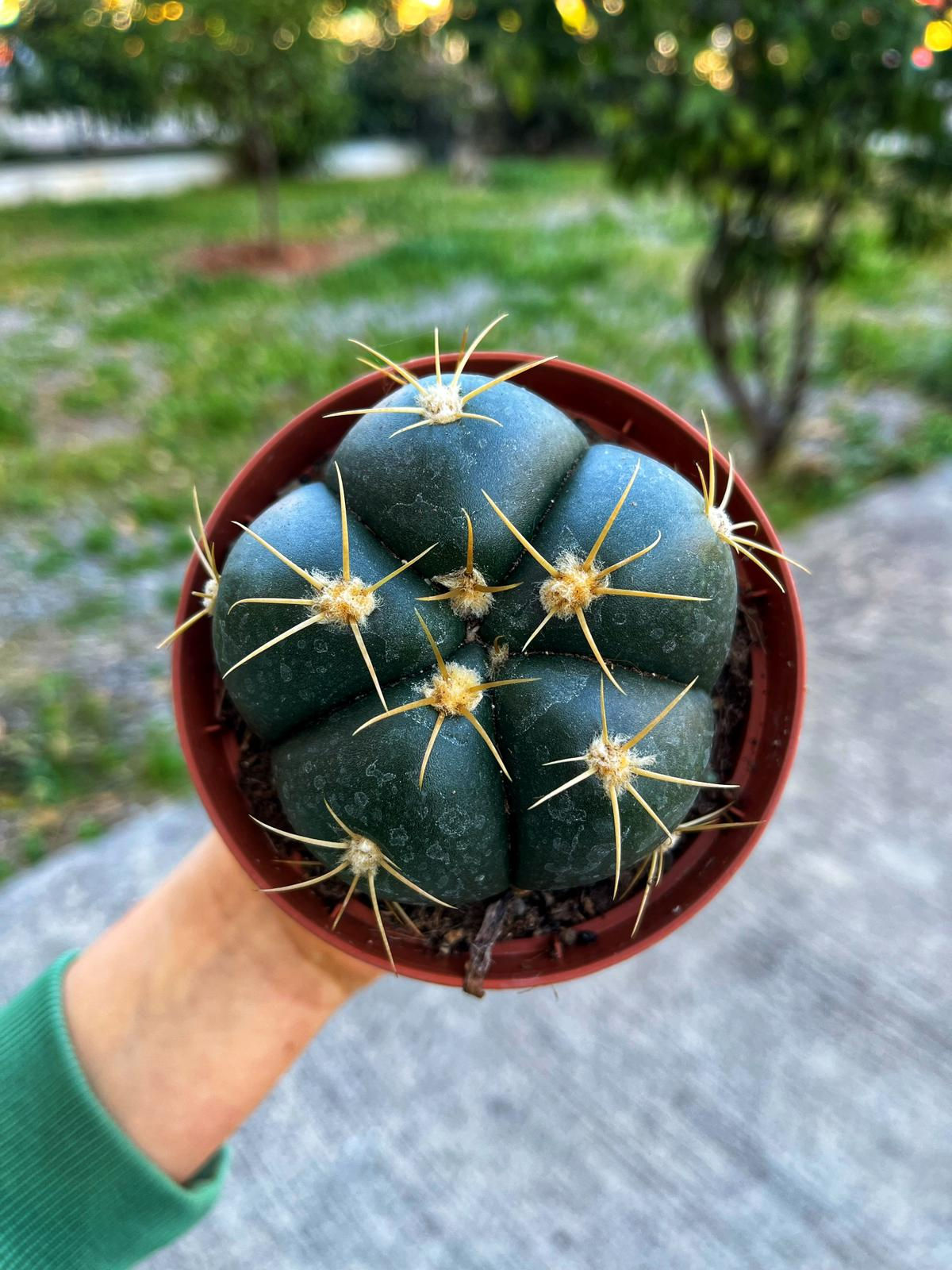 Gymnocalycium Horstii - 10.5 CM