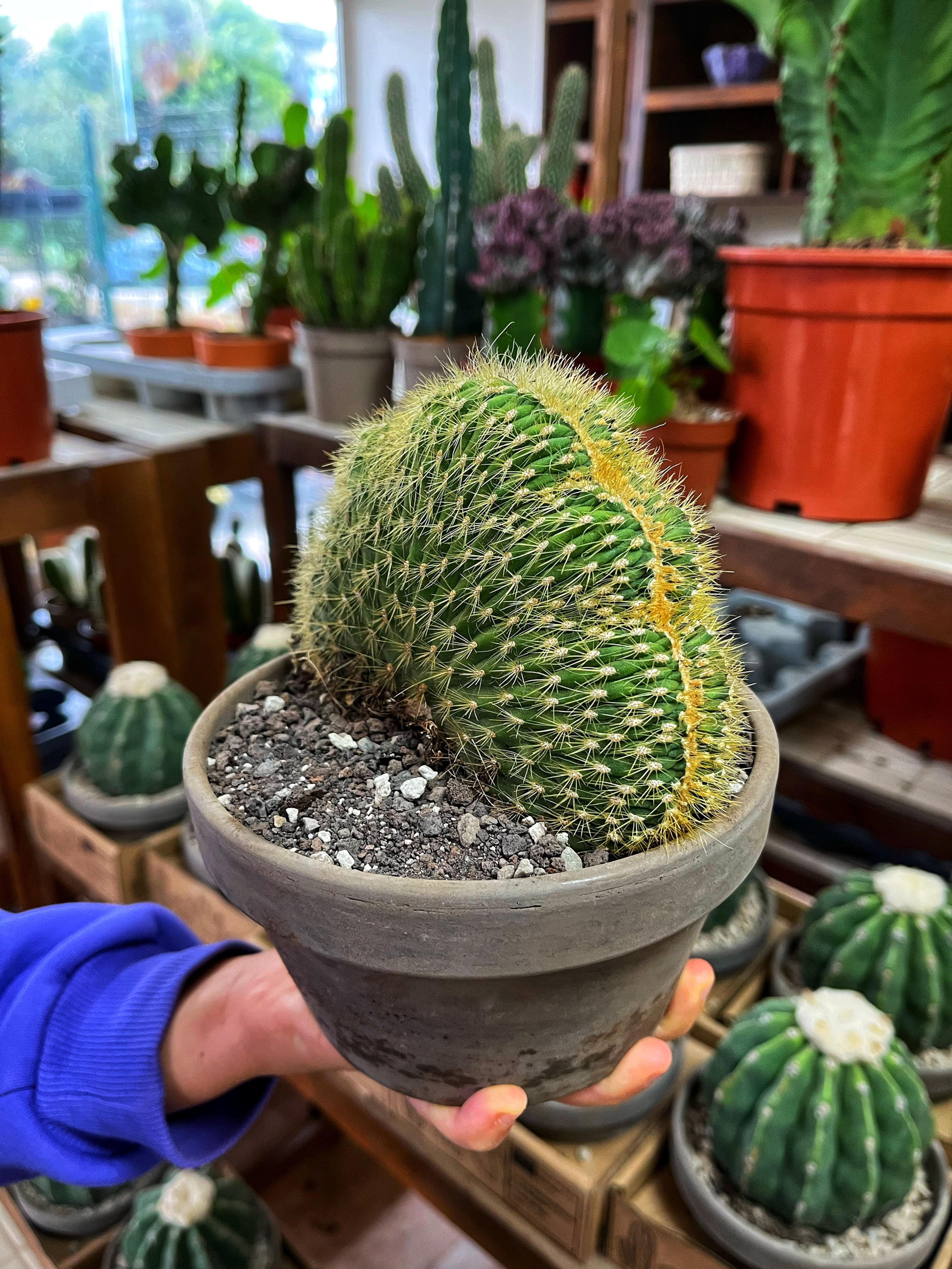 Espostoa Guentheri Cristat - 15 CM Taş Saksıda