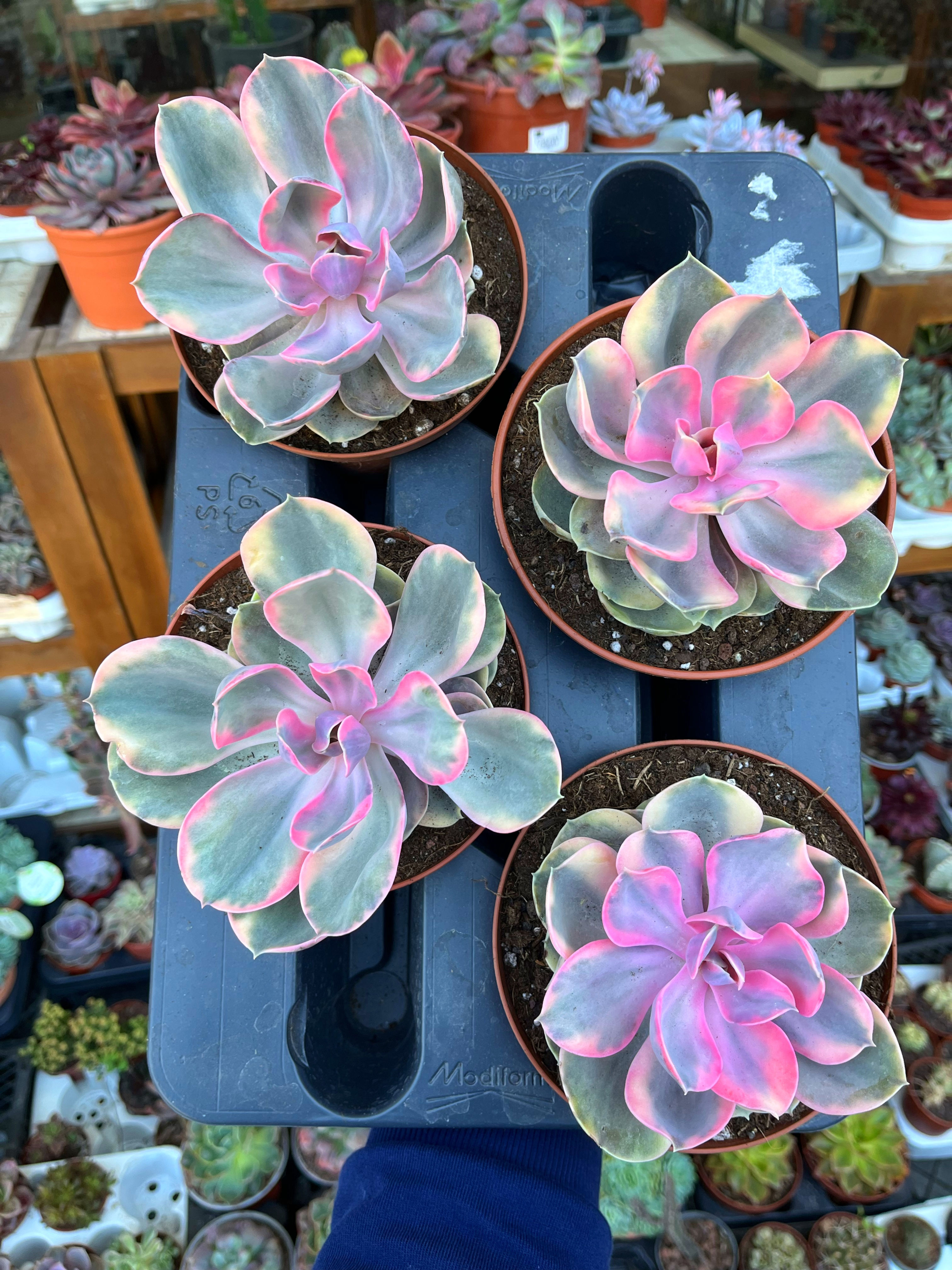 Echeveria 'Rainbow' - Gökkuşağı Sukulent Büyük Boy 15 CM