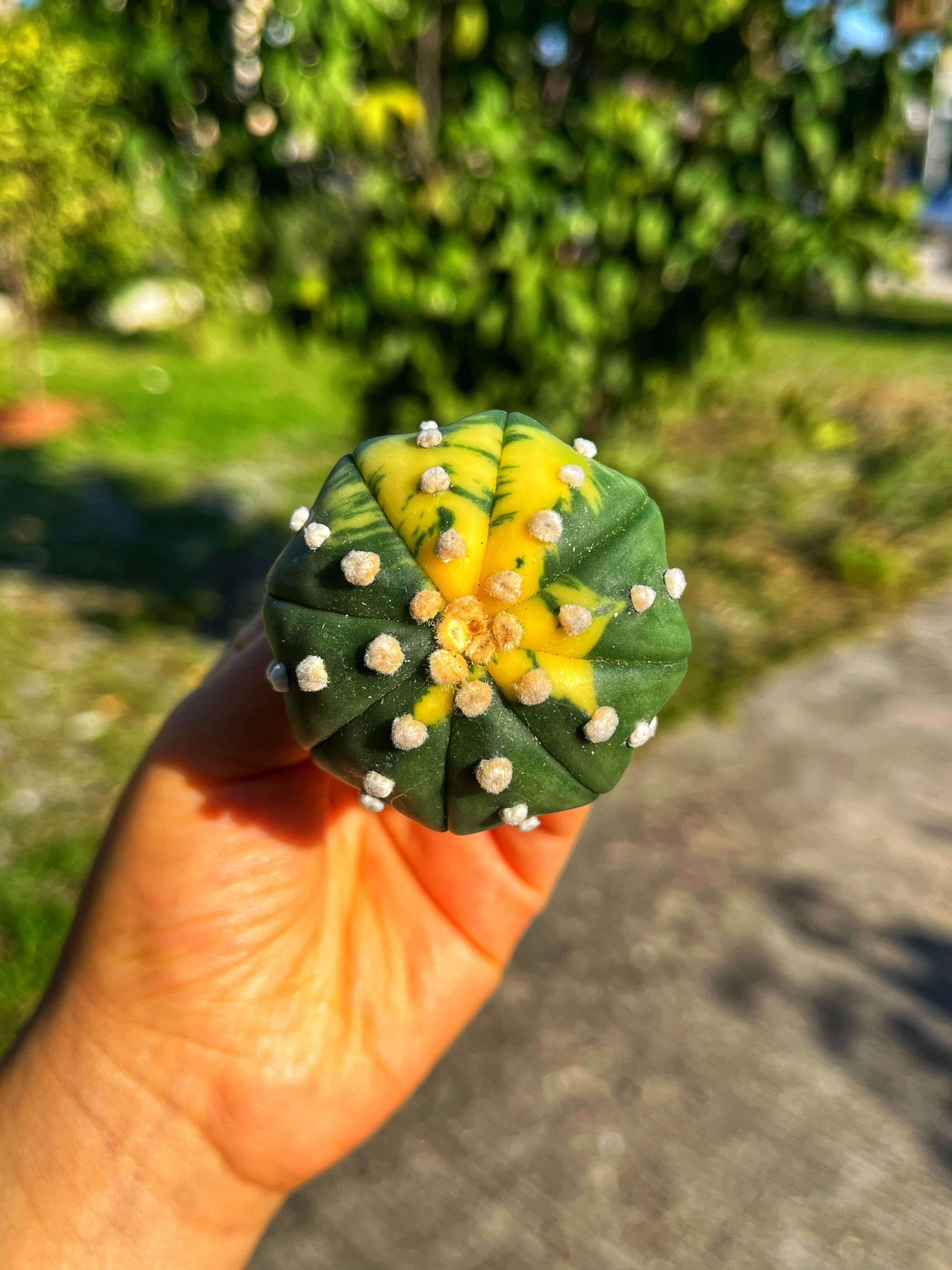 Astrophytum Asterias + Star Shape + Ooibo Variegata - PART 3