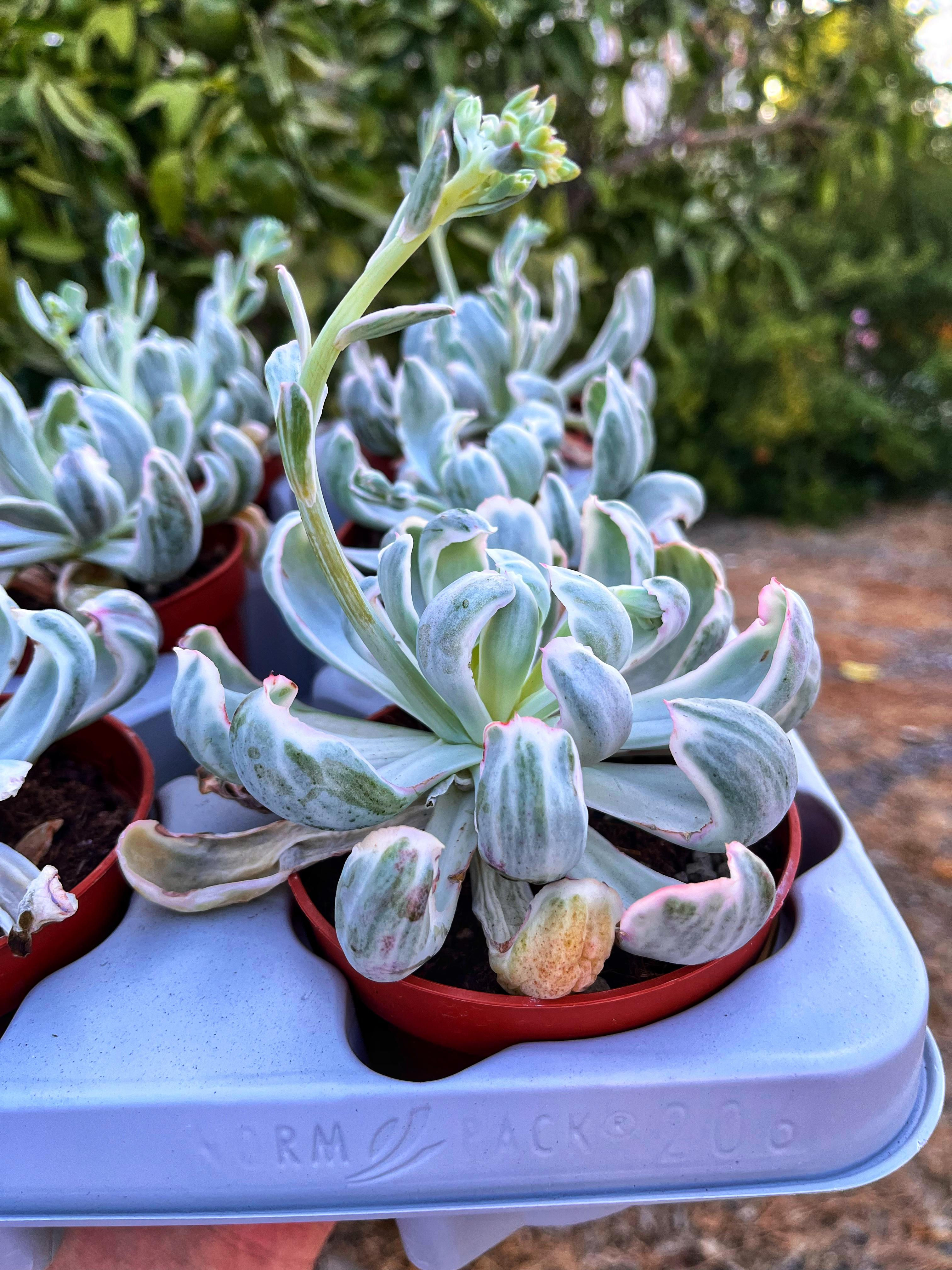Echeveria Berkeley Light Vairegata