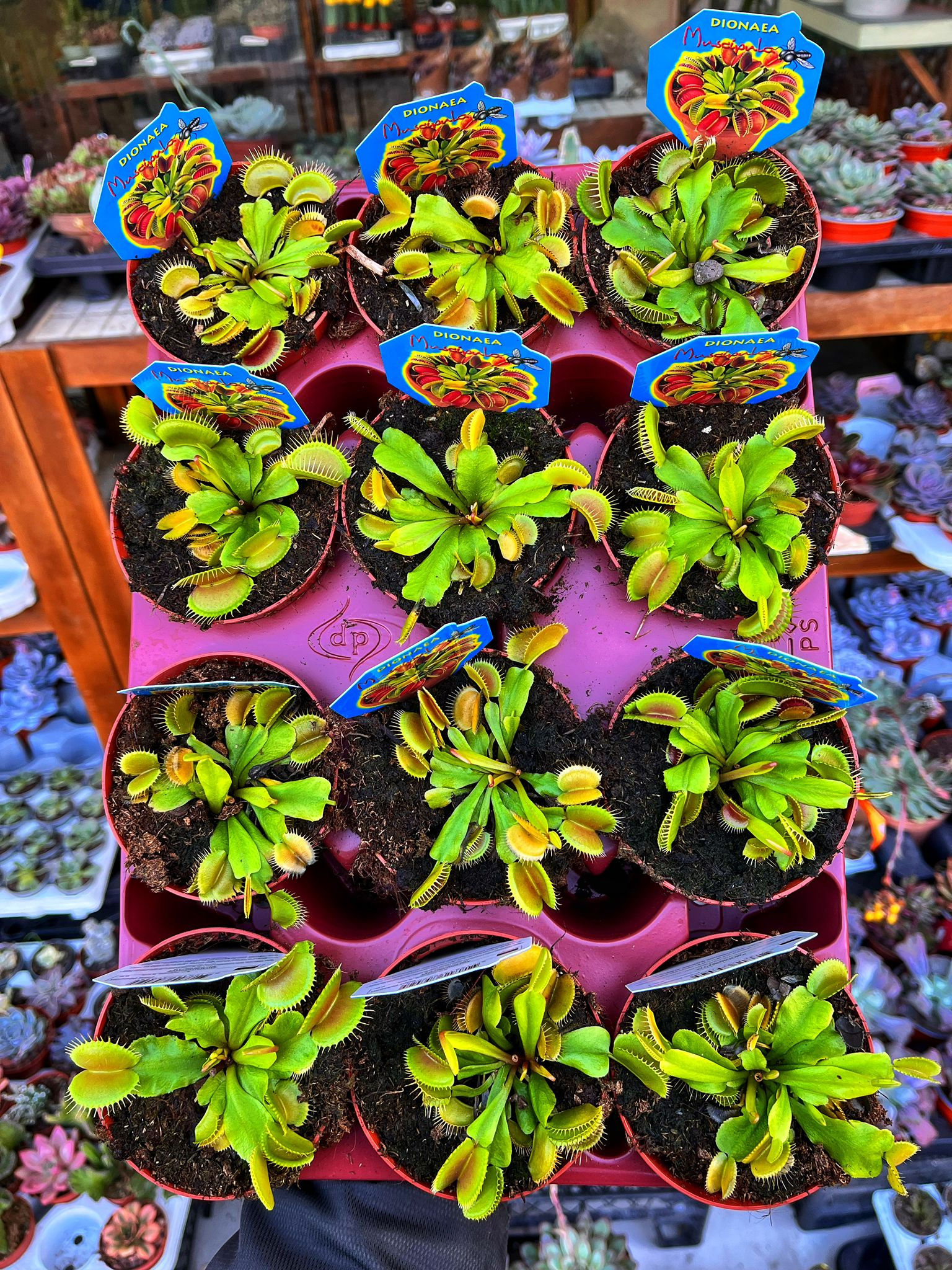 Sinekkapan Bitkisi - Dionaea Muscipula 8.5 CM