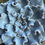 Küçük resim: Echeveria Crispate Beauty 13 CM