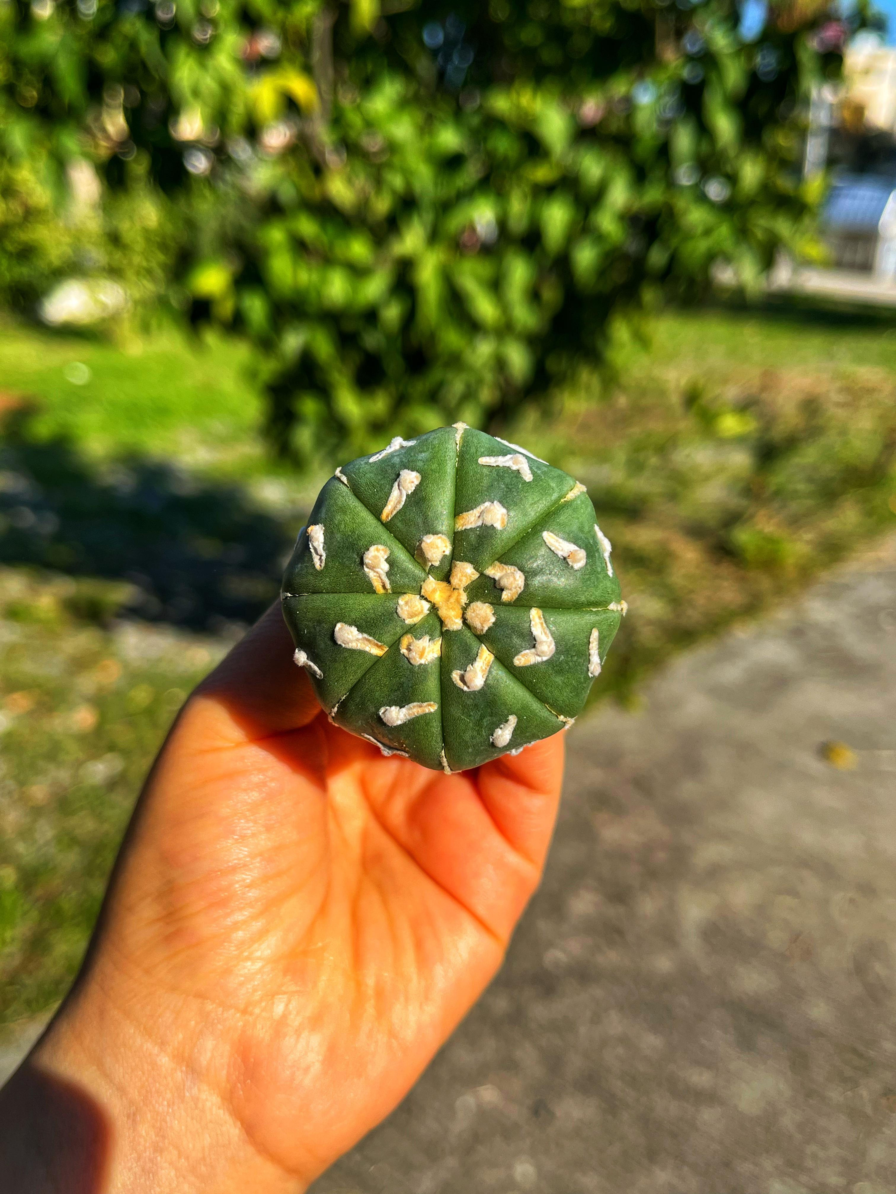 Astrophytum Asterias Superkabuto + Star Shape + V Type - PART 4