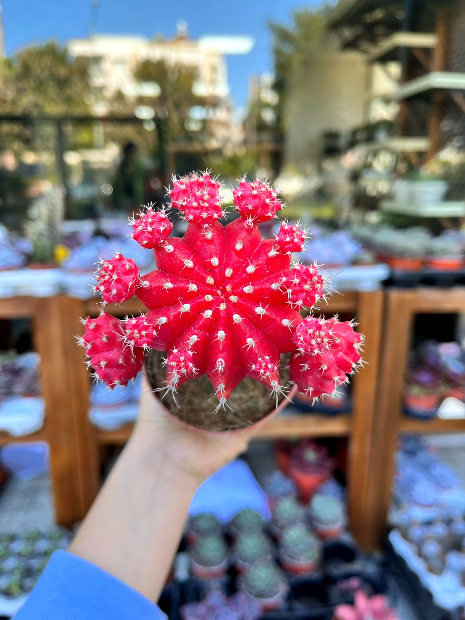 Kırmızı Aşılı Kaktüs 8.5 CM