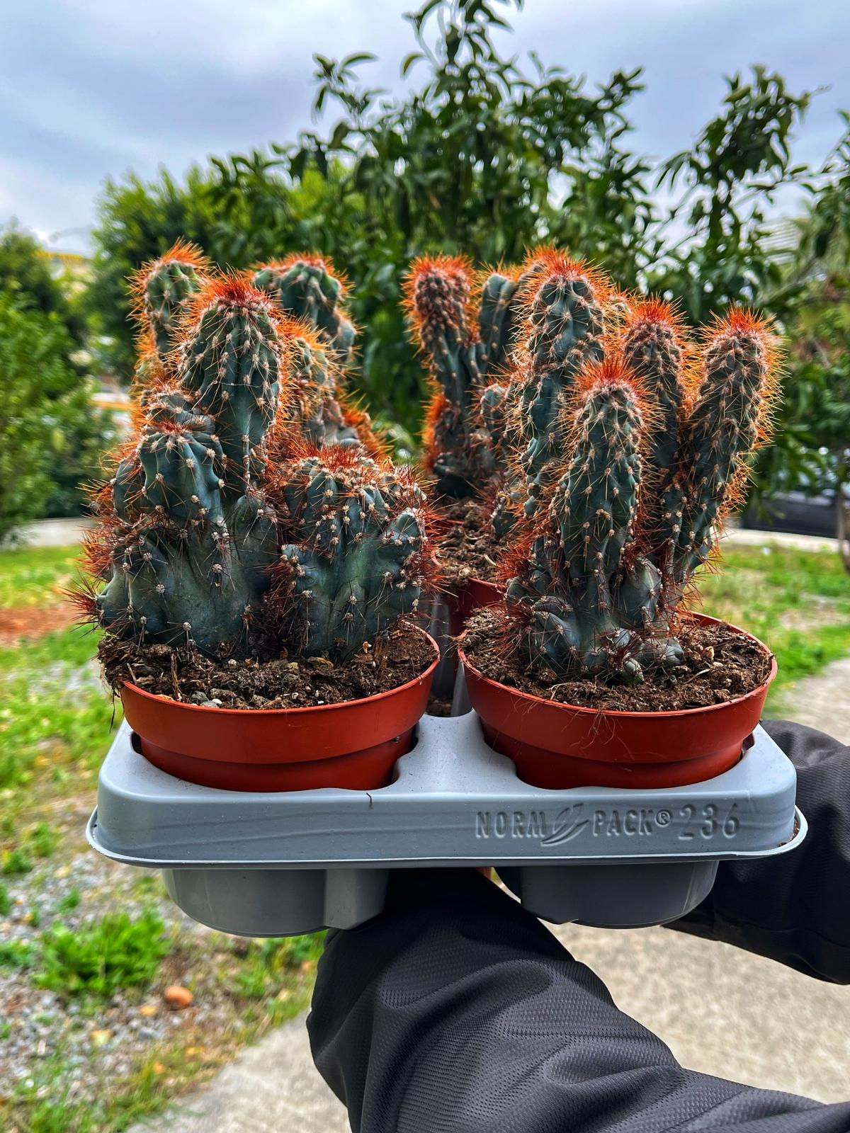 Cereus Peruvianus Monstrose Blue Form 13 CM