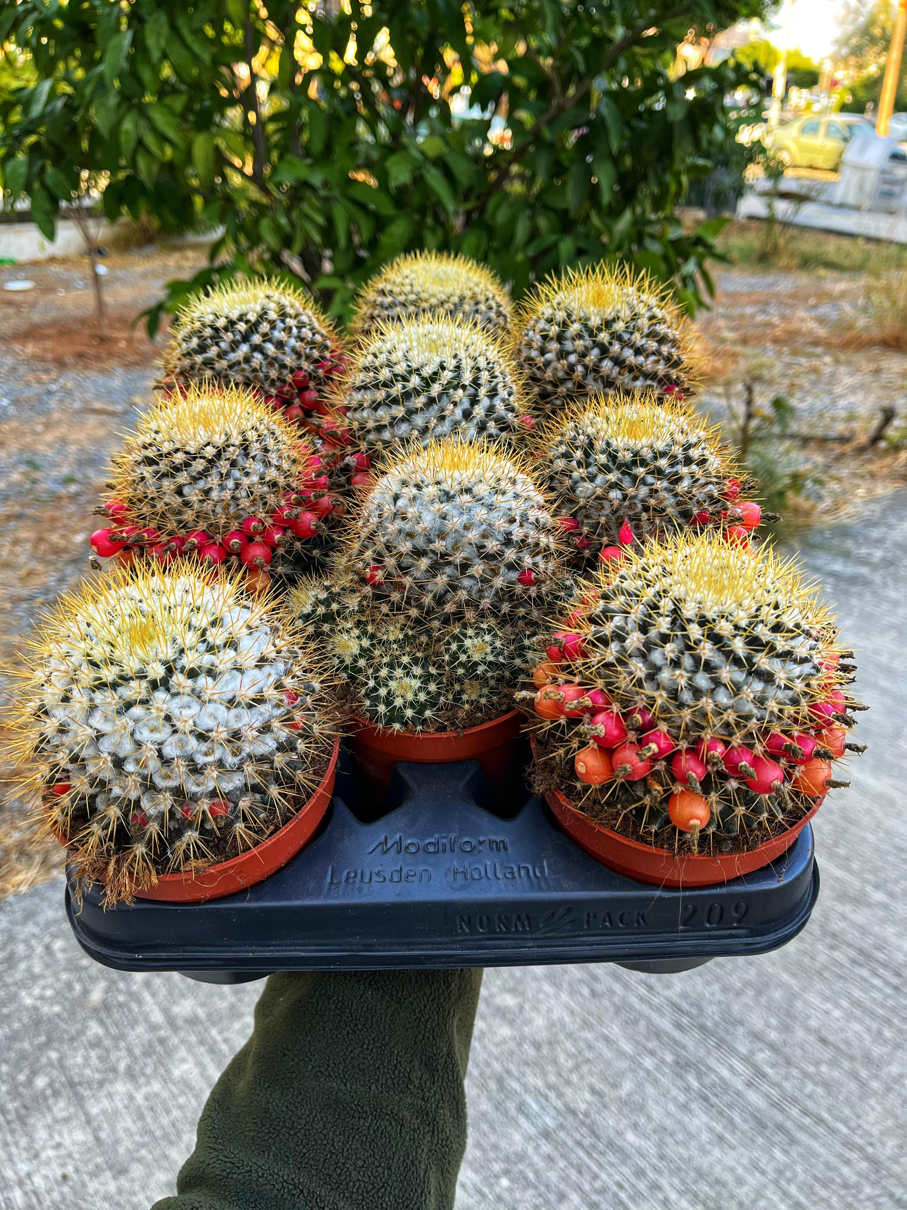 Mammillaria Nivosa - Beyaz Tüylü ve Tohum Keseli - 10.5 CM