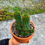 Küçük resim: Euphorbia Susannae XL - 12 CM Terracotta Saksıda