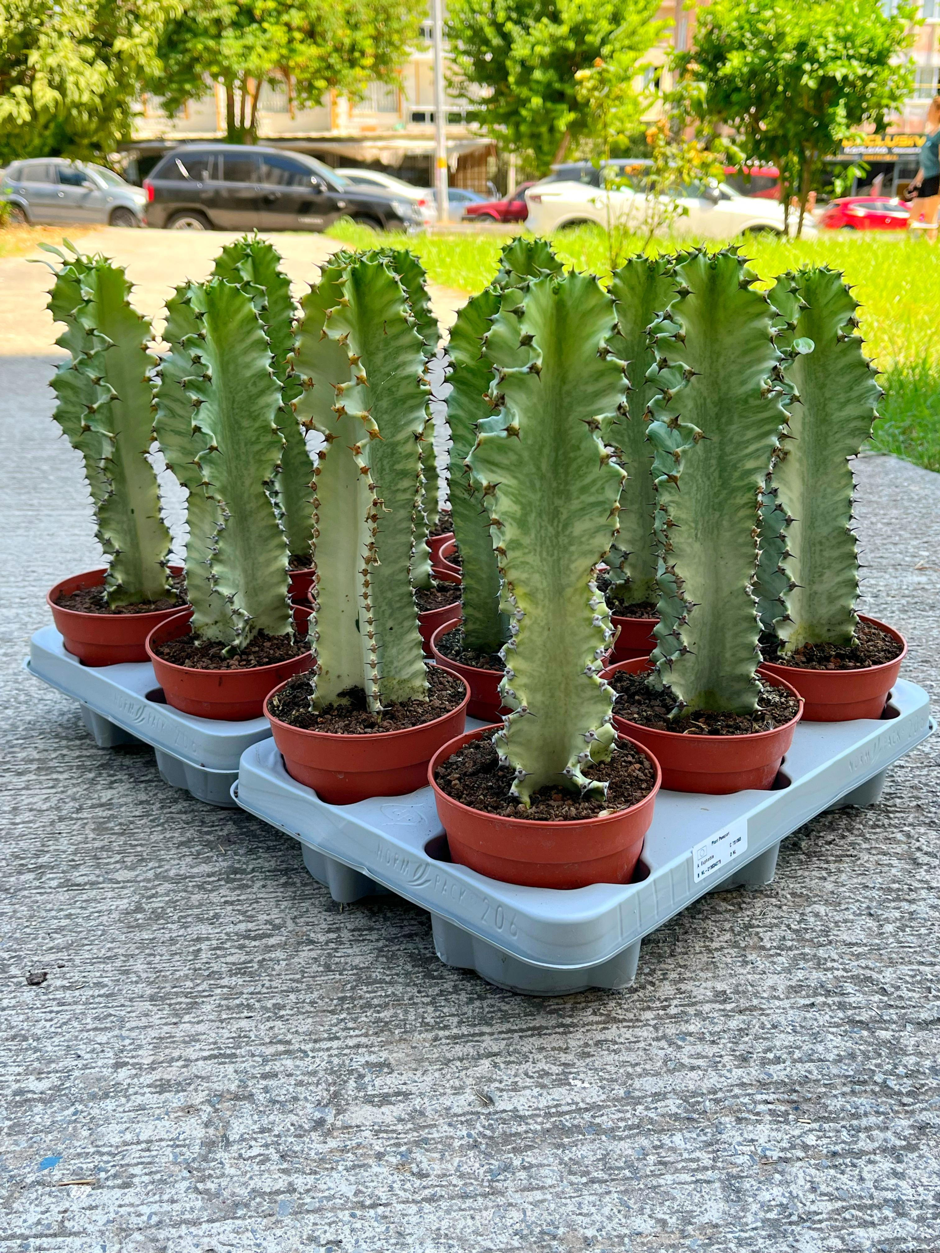 Euphorbia Marmorata Variegata - 25 / 30 CM