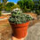 Küçük resim: Coryphantha Elephantidens - Cluster Form 12 CM