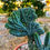 Küçük resim: Myrtillocactus Geometrizans Cristata - 12 CM Terracotta Saksılı