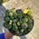 Küçük resim: Euphorbia Submammillaris Variegata Monstoruosa - 15 CM