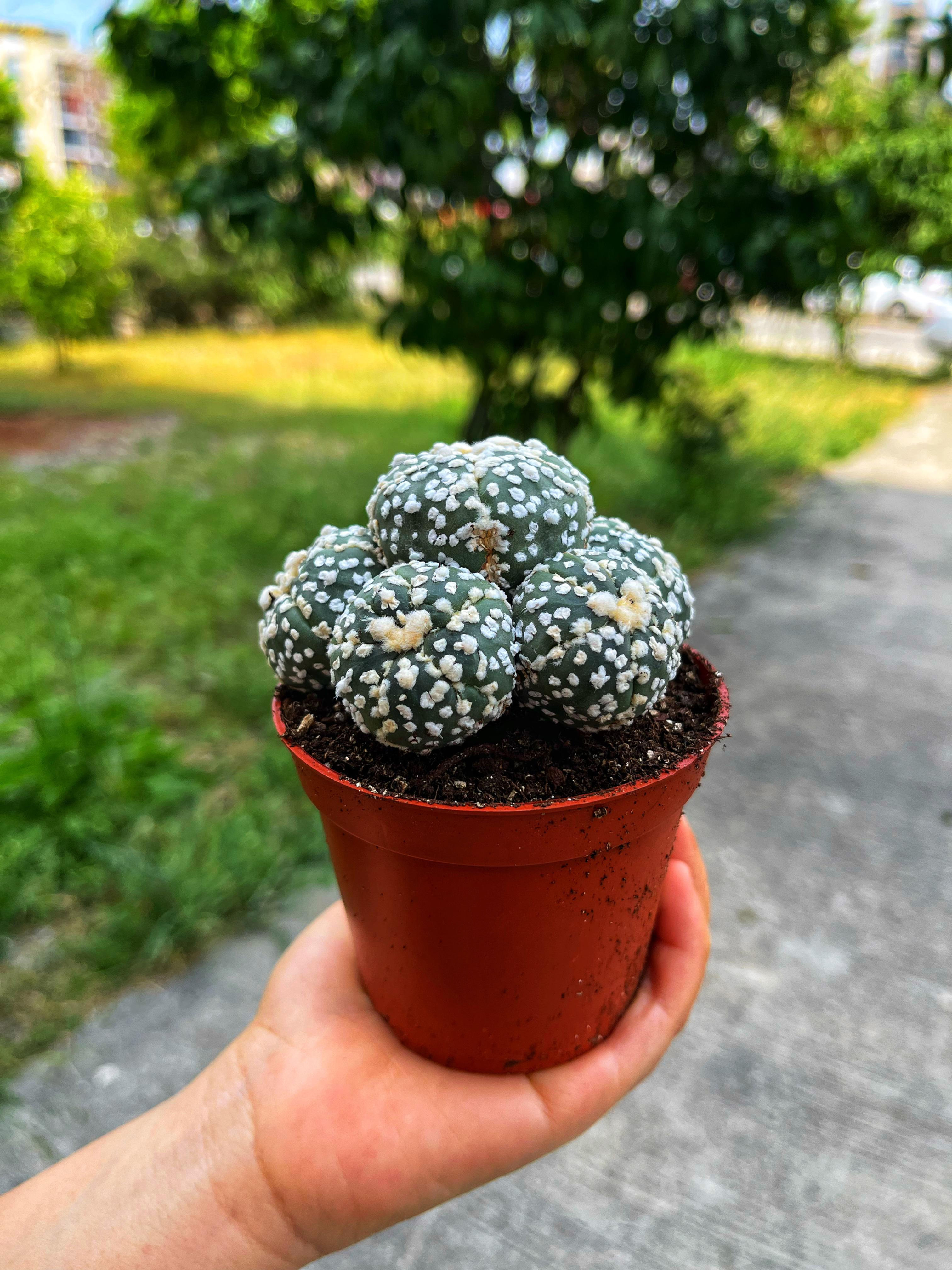 Astrophytum Asterias Cluster Form - 8.5 CM