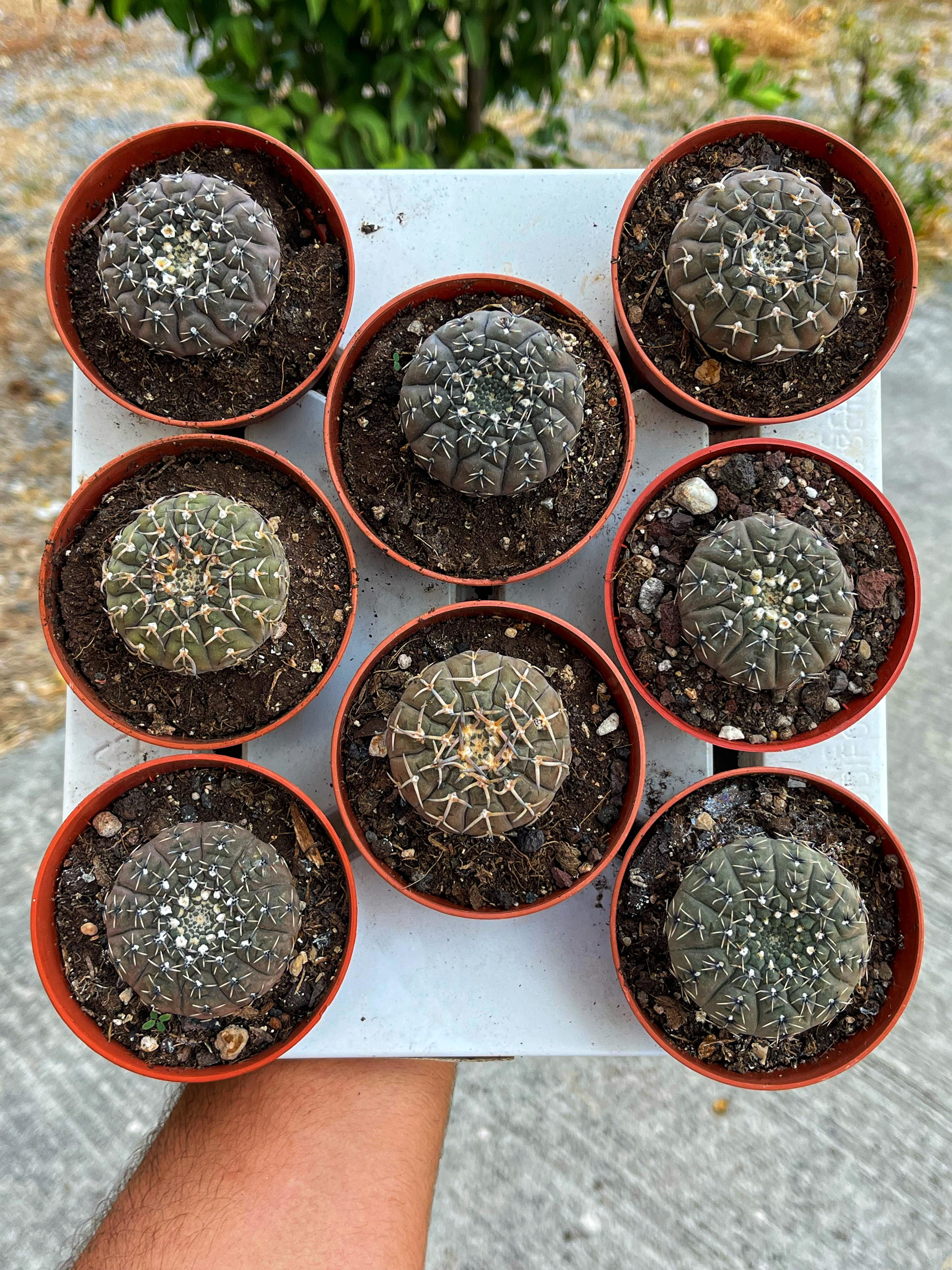 Gymnocalycium Ragonesei 8.5 CM