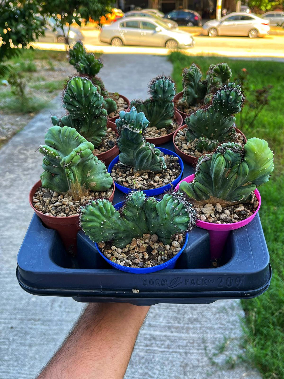 Cereus peruvianus 'Coral Cristat' - 10.5 CM