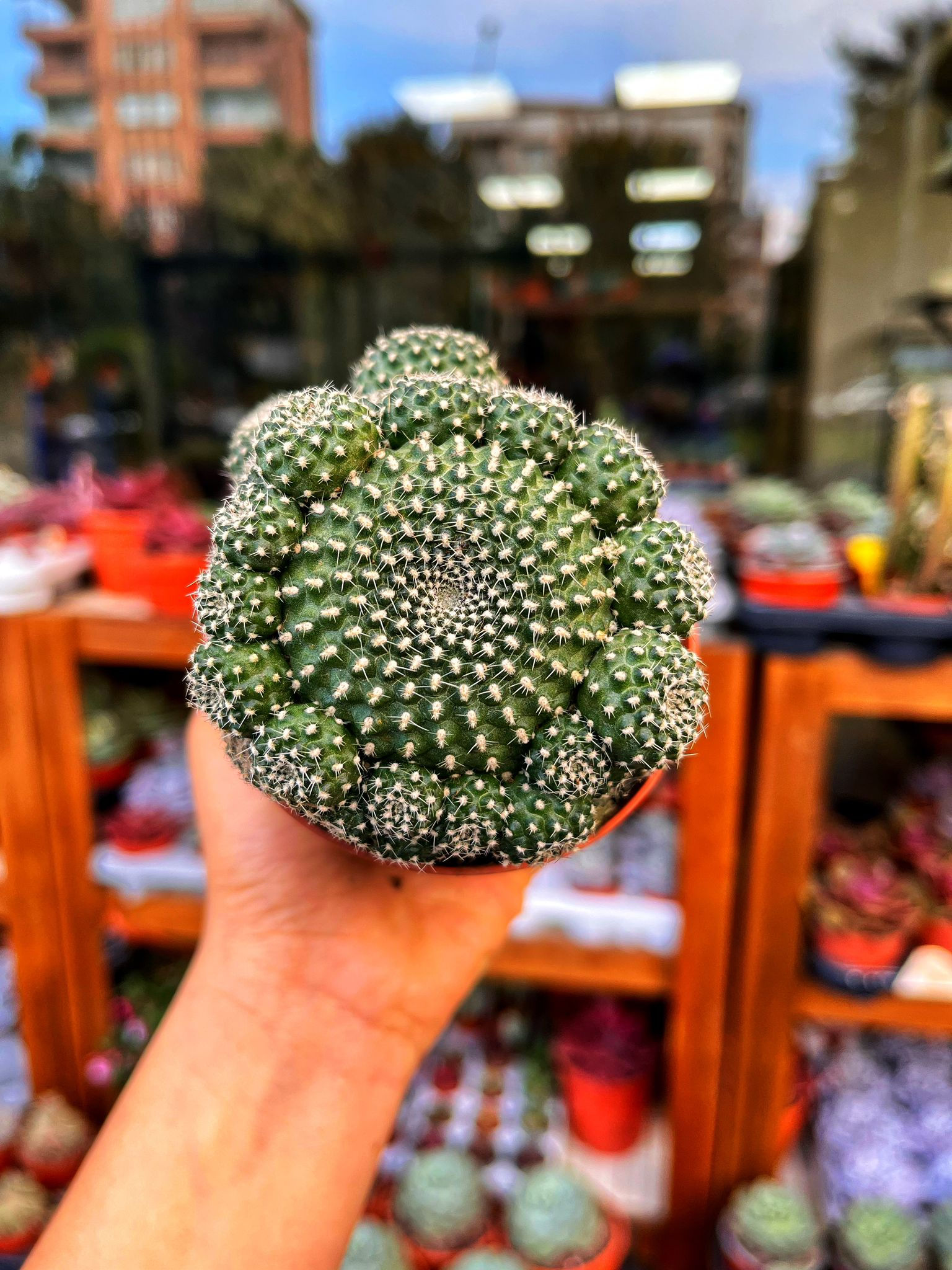 Sulcorebutia Heliosoides - Turuncu Çiçekli Bol Yavrulu  8.5 CM