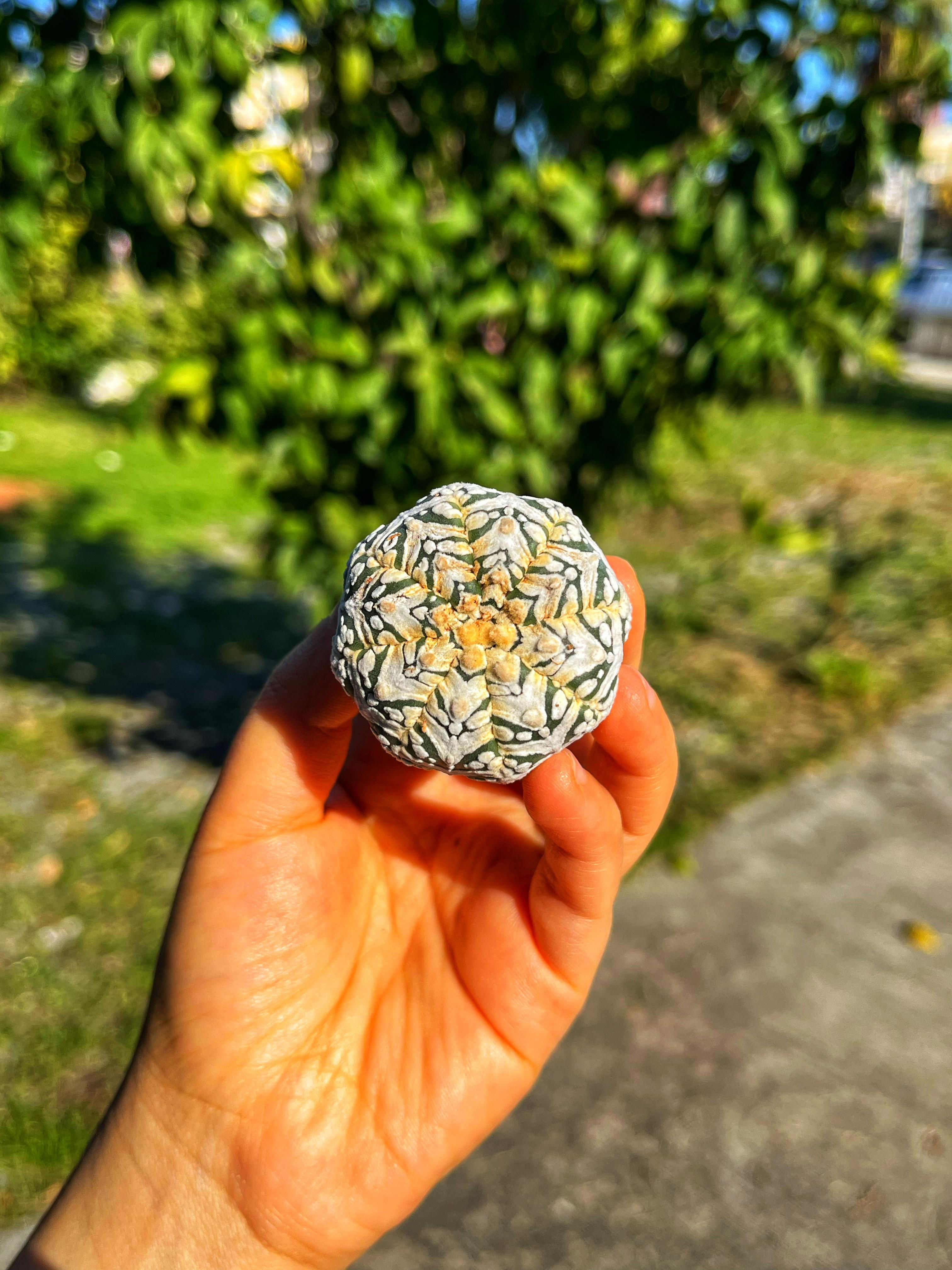 Astrophytum Asterias Superkabuto + Star Shape + V Type - PART 2